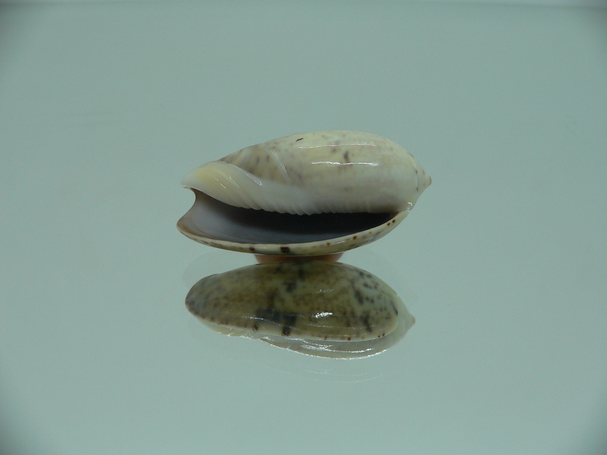 Oliva bulbiformis f. similis MOTLEY