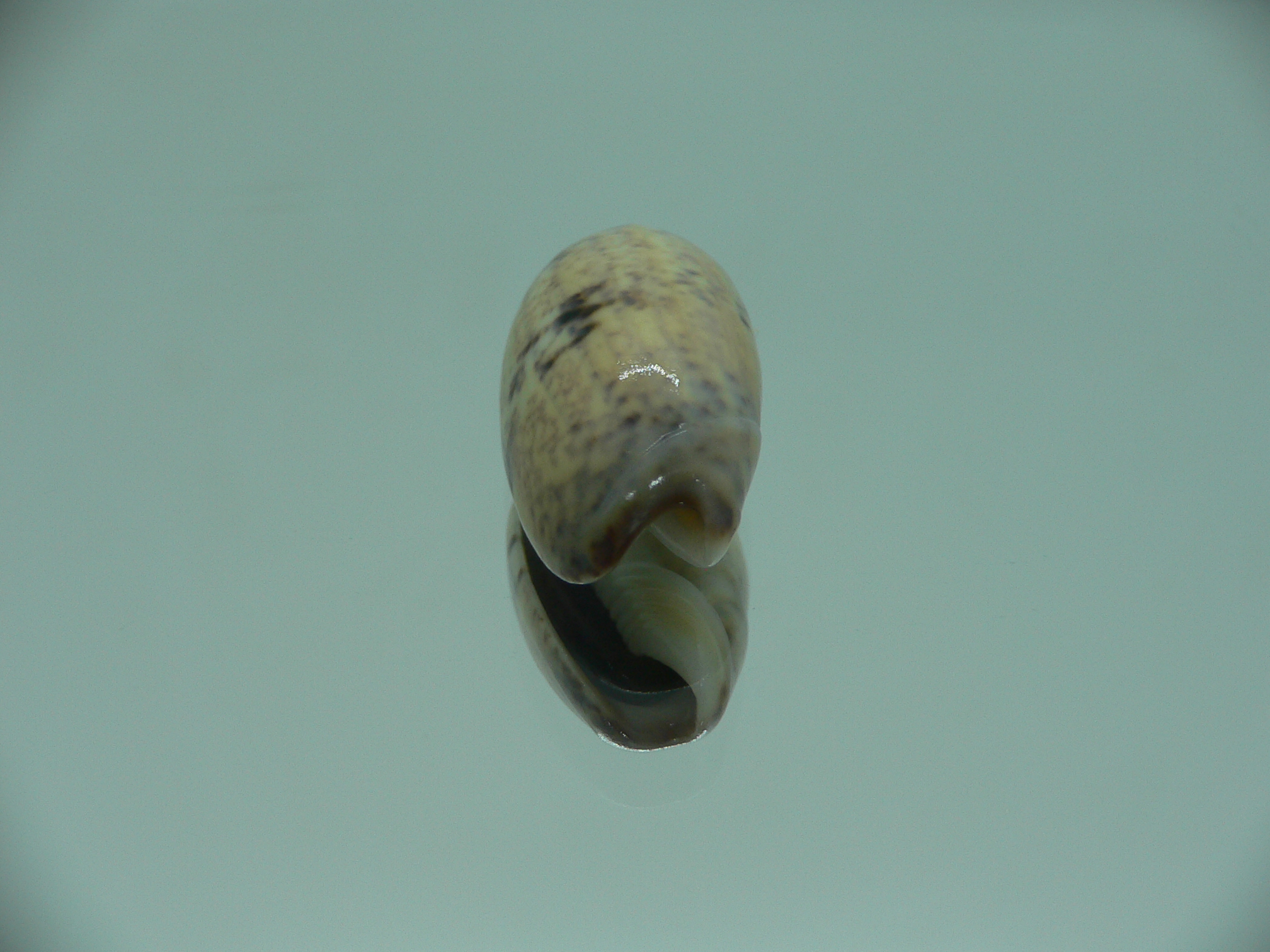 Oliva bulbiformis f. similis MOTLEY