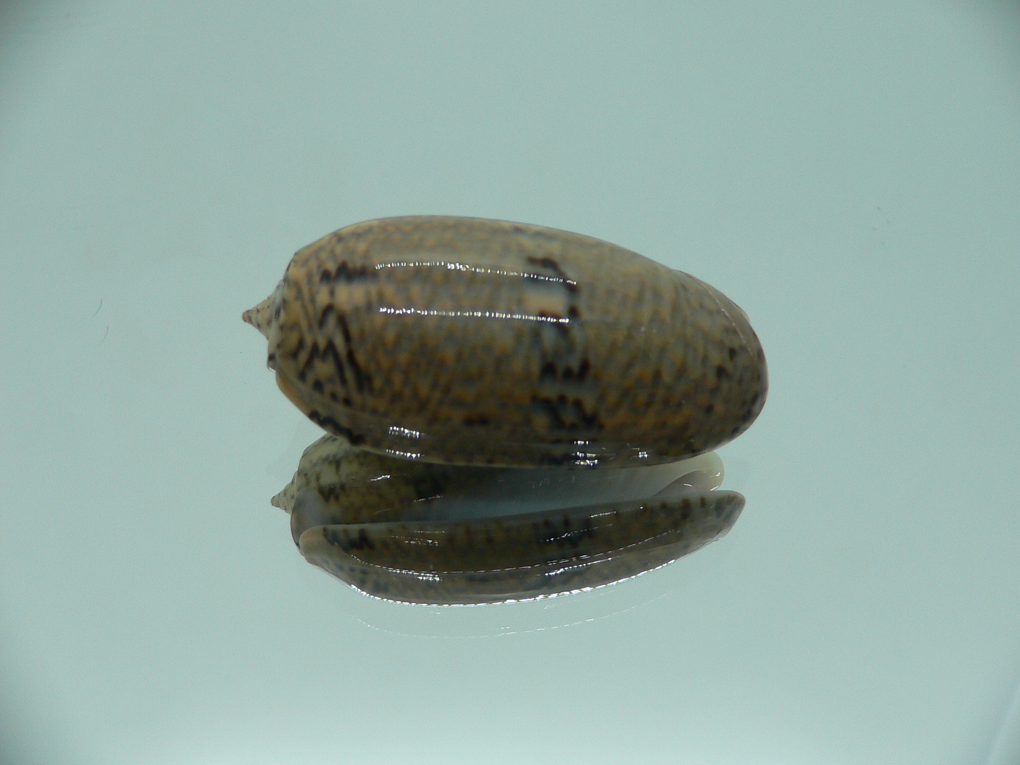 Oliva bulbiformis f. similis SUPER & VERY BIG & DARK