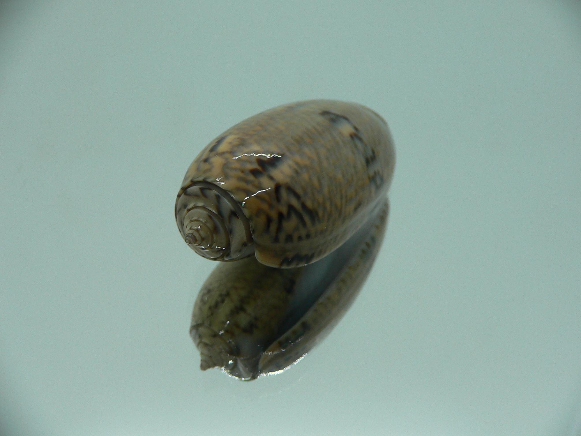 Oliva bulbiformis f. similis SUPER & VERY BIG & DARK