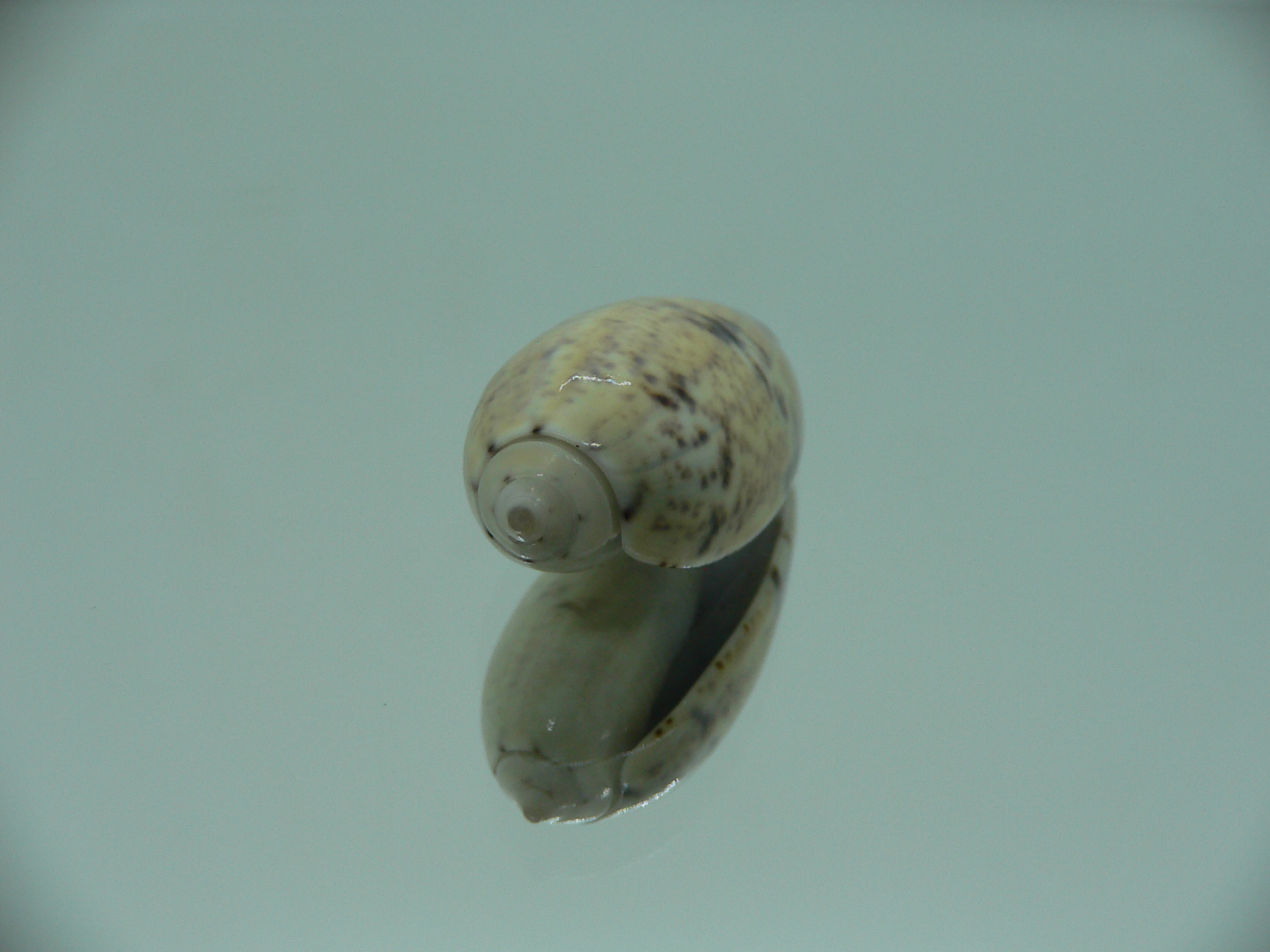 Oliva bulbiformis f. similis MOTLEY