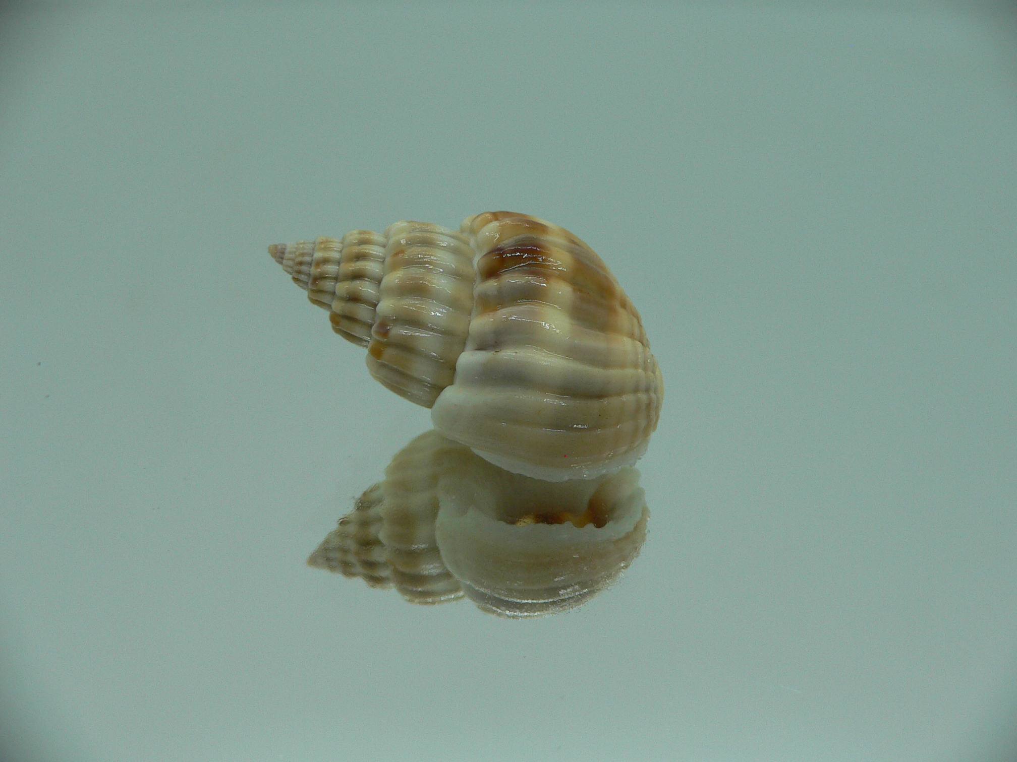 Nassarius castus SUPER & DARK