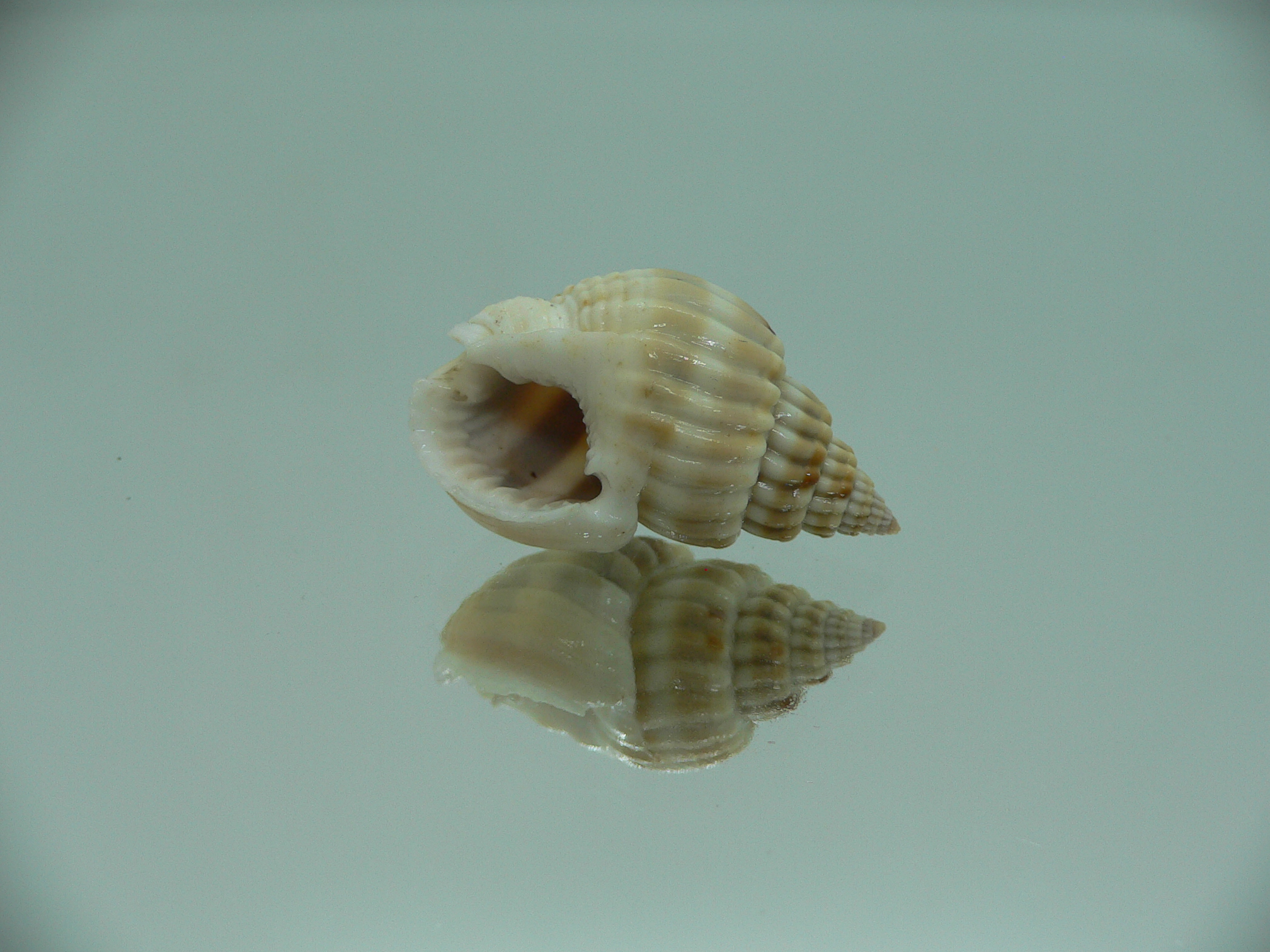 Nassarius castus SUPER & DARK