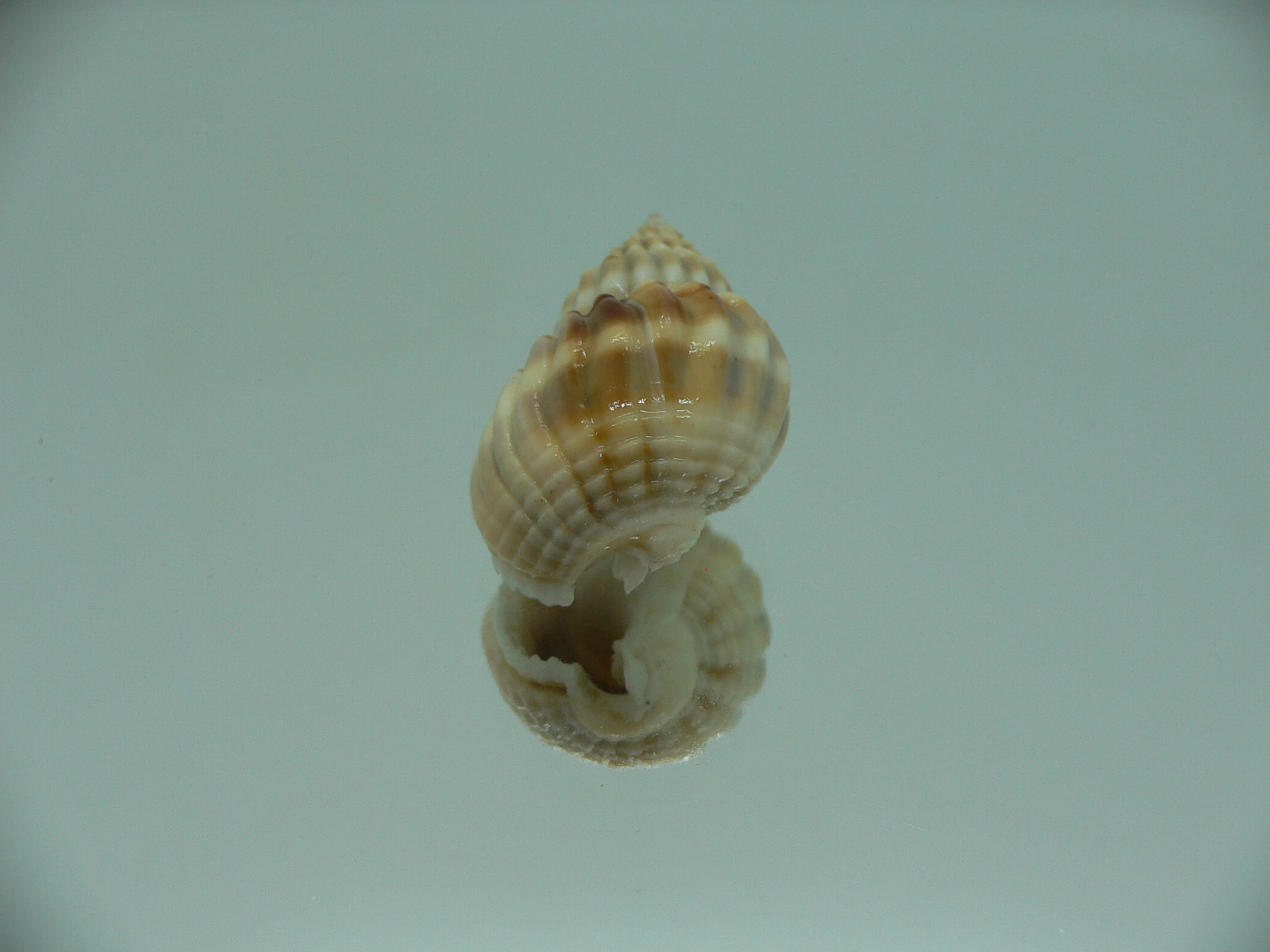 Nassarius castus SUPER & DARK