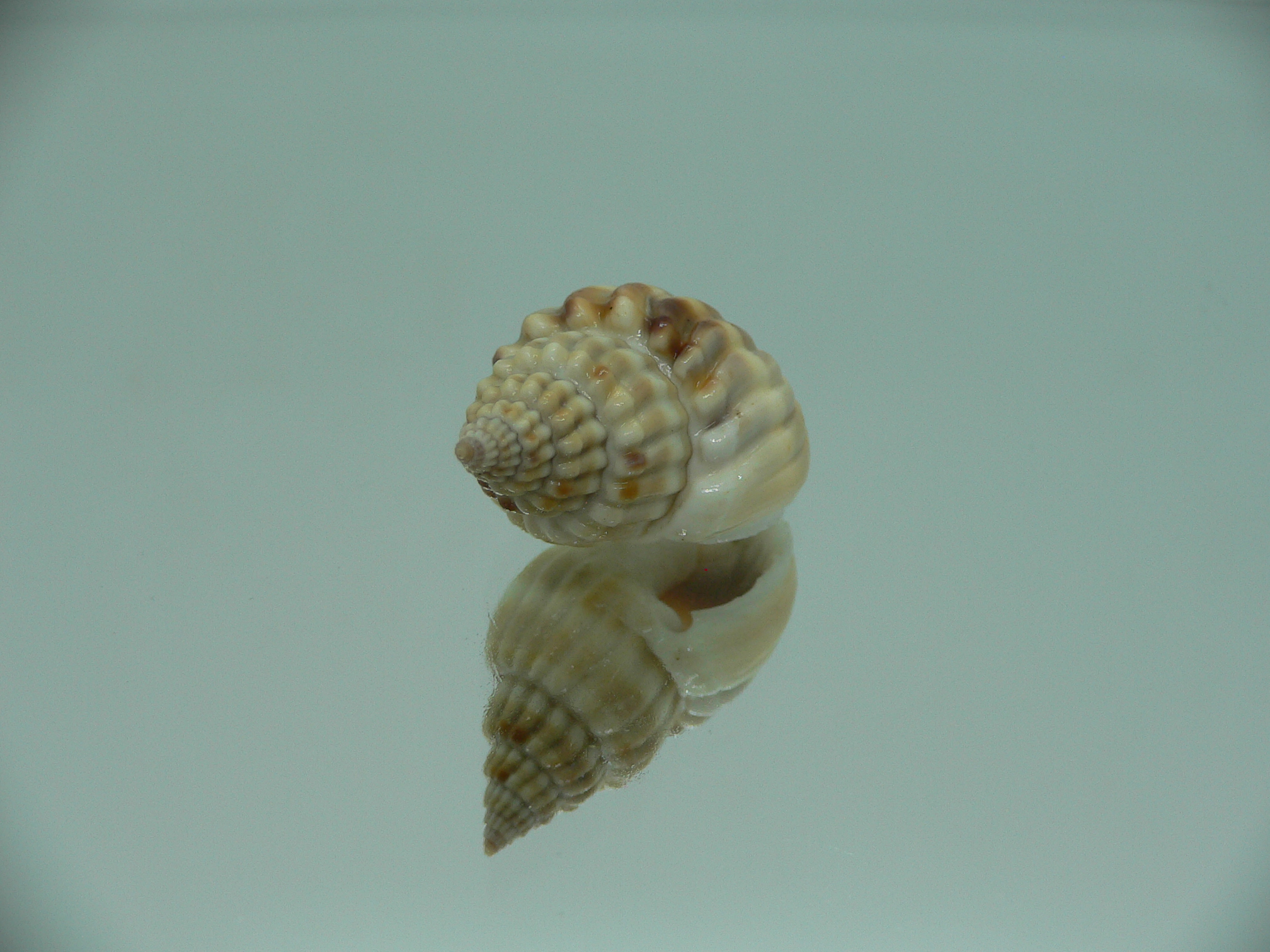 Nassarius castus SUPER & DARK