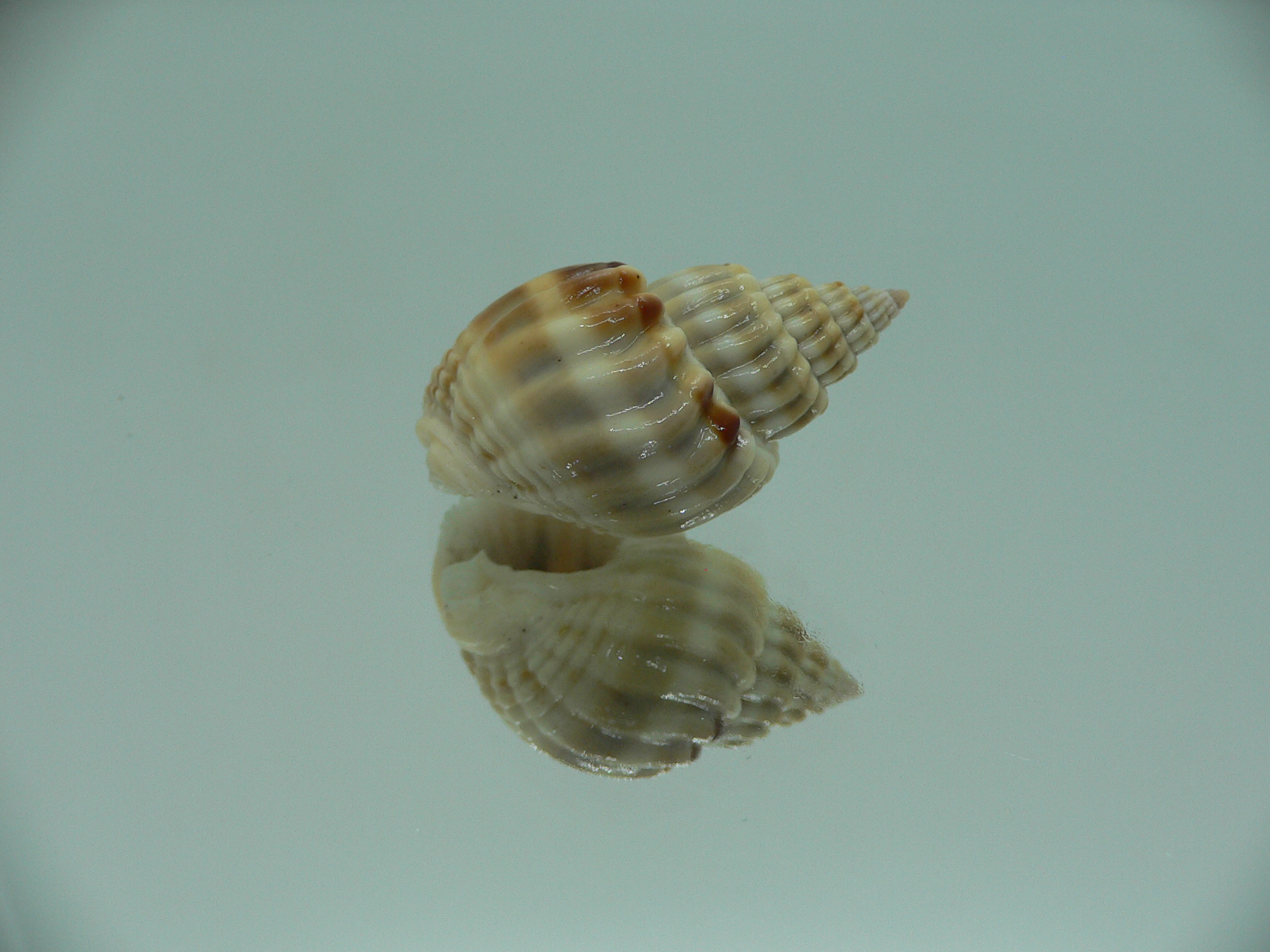 Nassarius castus SUPER & DARK