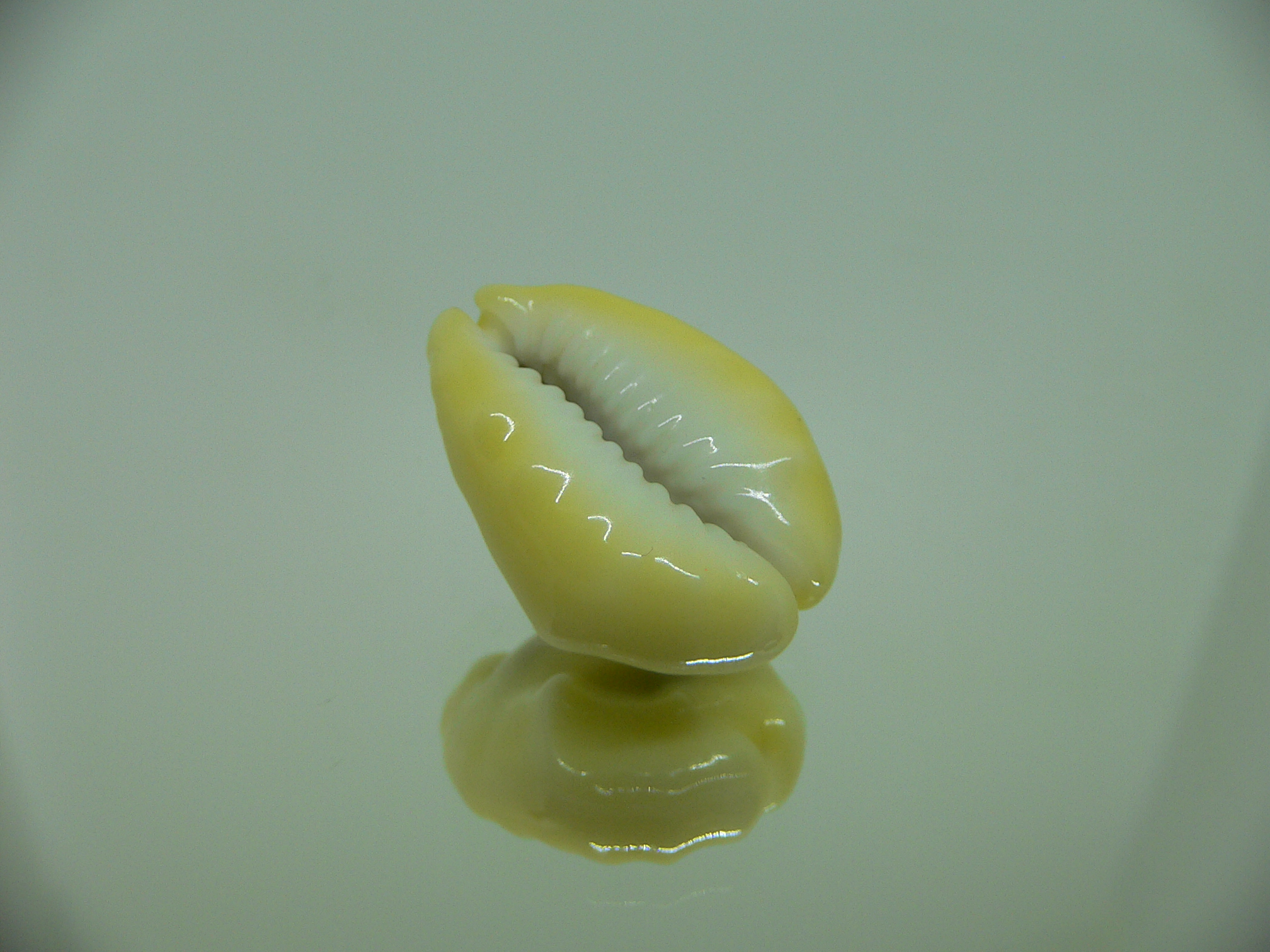 Cypraea moneta tuberculosa (var.) 11