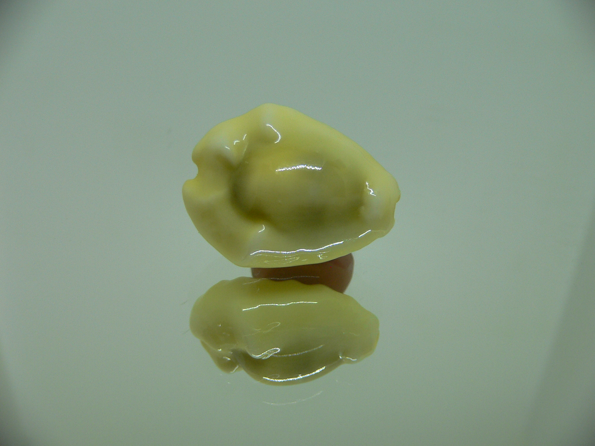 Cypraea moneta tuberculosa (var.) 11
