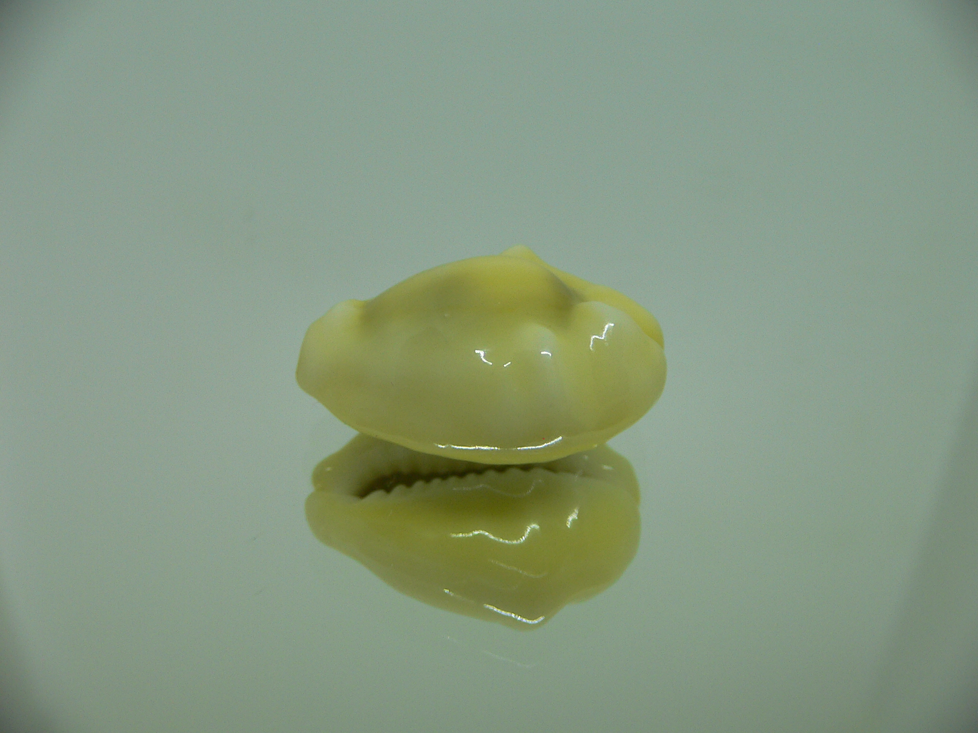 Cypraea moneta tuberculosa (var.) 11