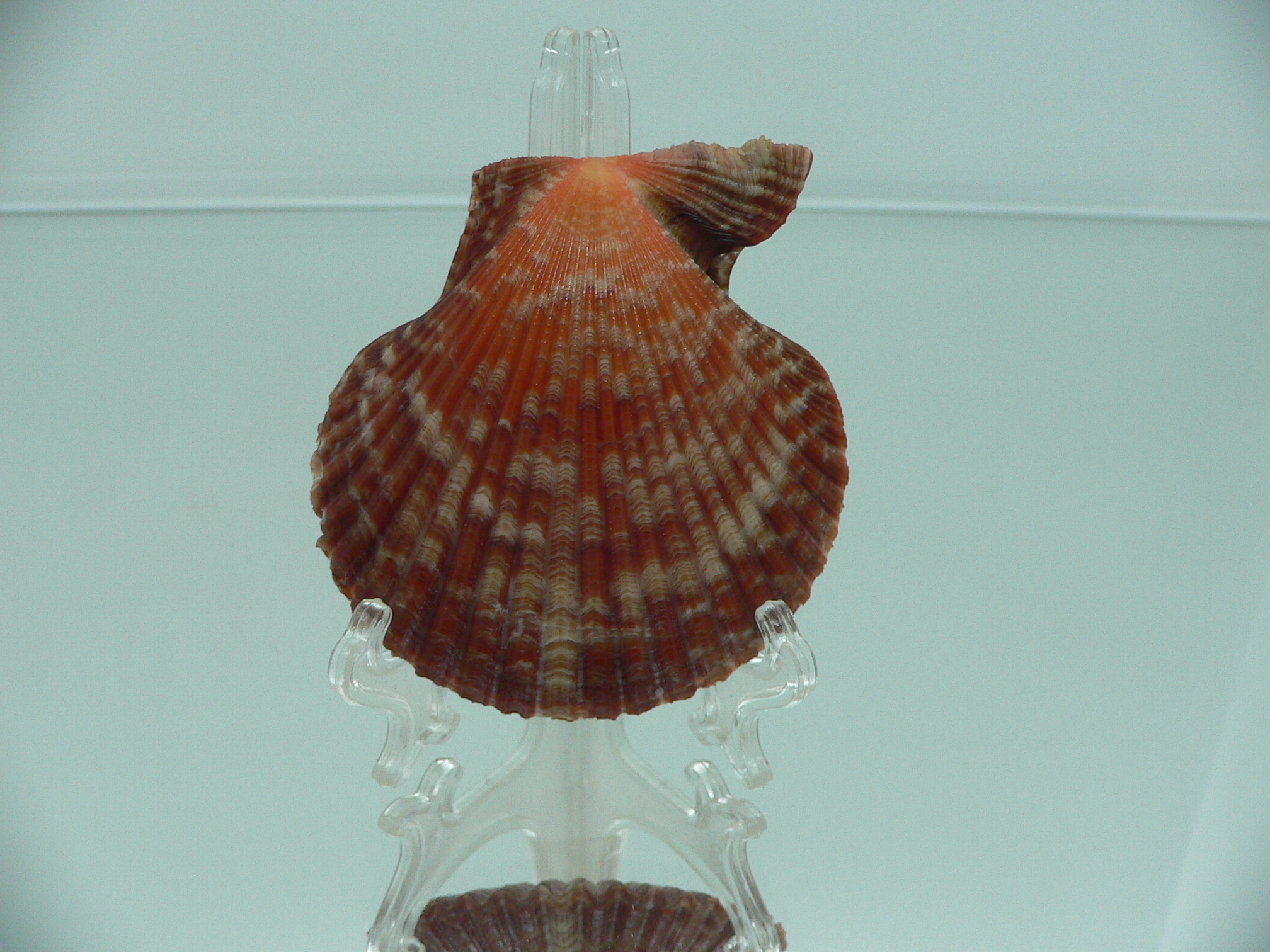 Mimachlamys crassicostata IDEAL & SUPER COLOR