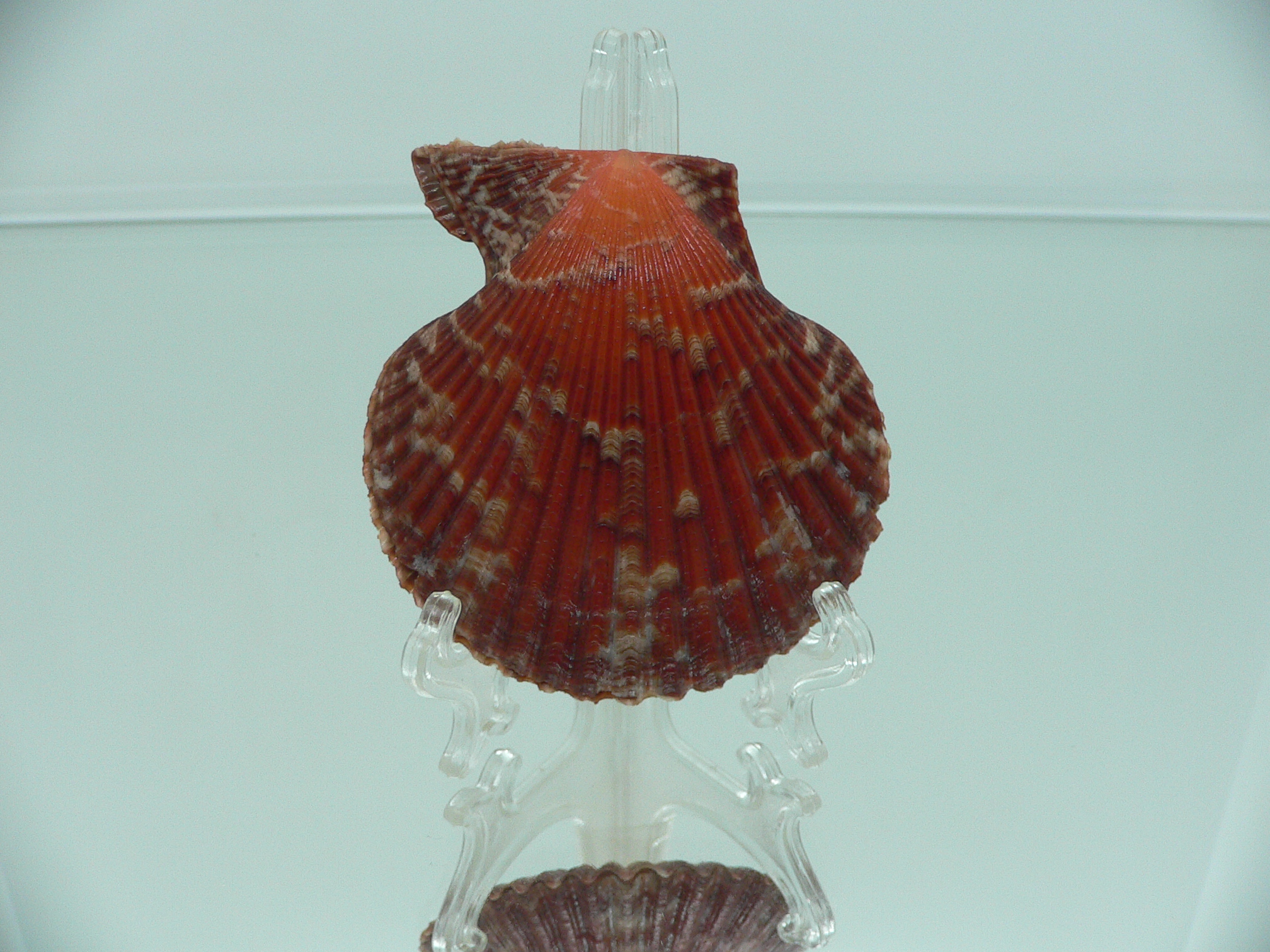 Mimachlamys crassicostata IDEAL & SUPER COLOR