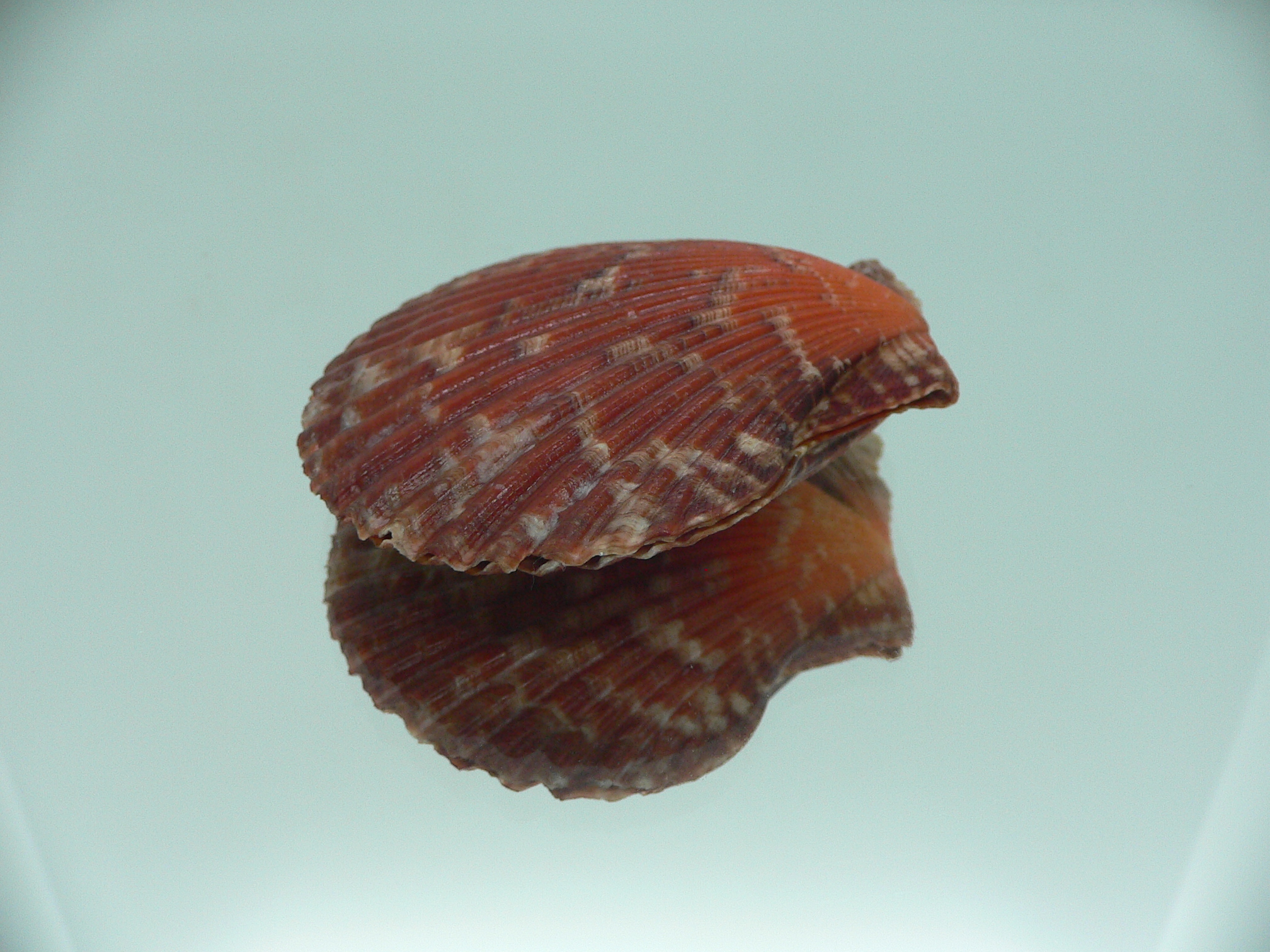 Mimachlamys crassicostata IDEAL & SUPER COLOR