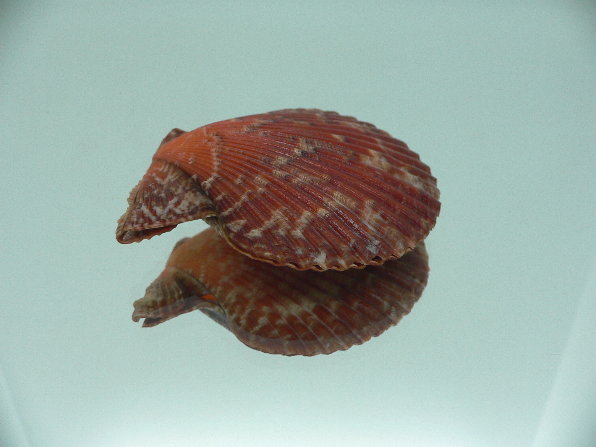Mimachlamys crassicostata IDEAL & SUPER COLOR