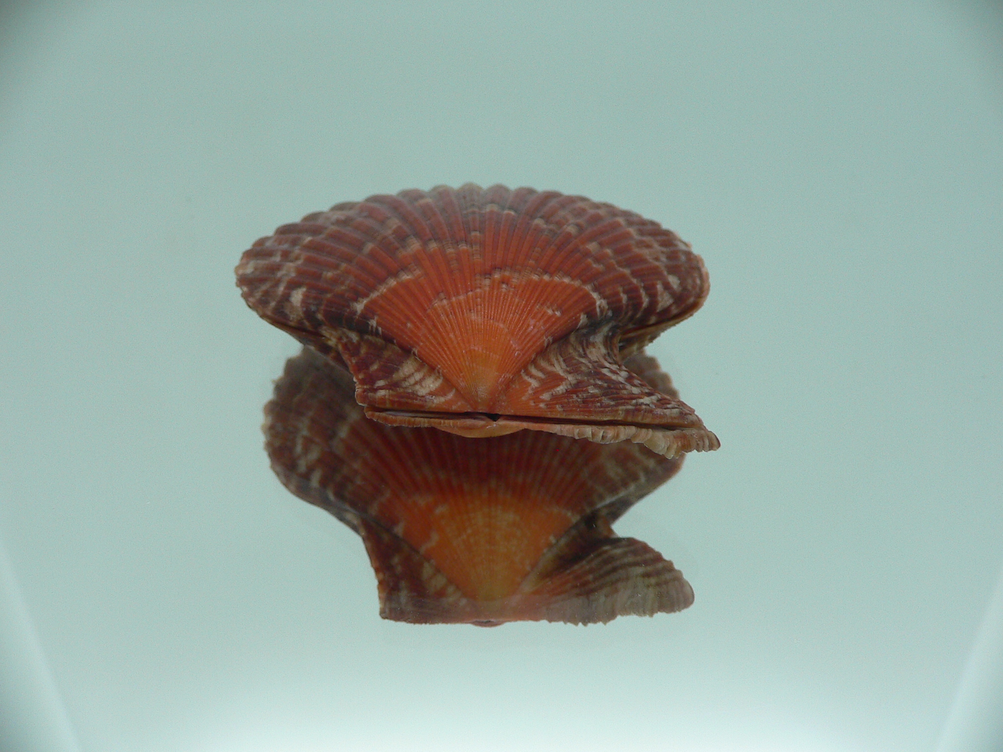 Mimachlamys crassicostata IDEAL & SUPER COLOR