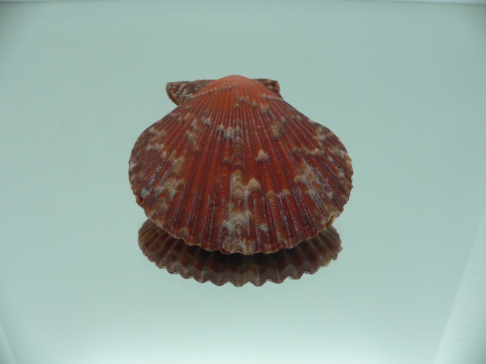 Mimachlamys crassicostata IDEAL & SUPER COLOR