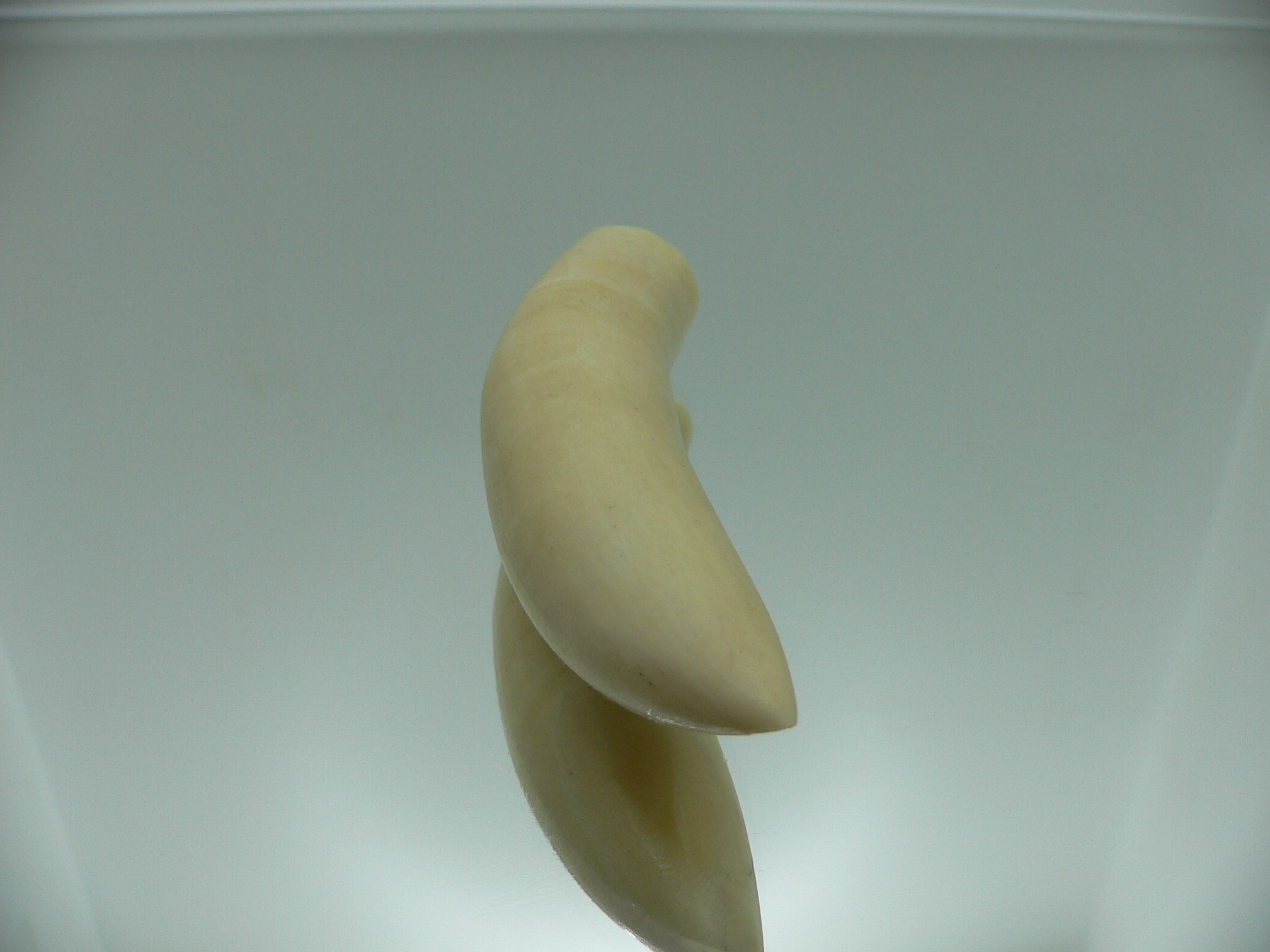 Physeter macrocephalus (41 grams)