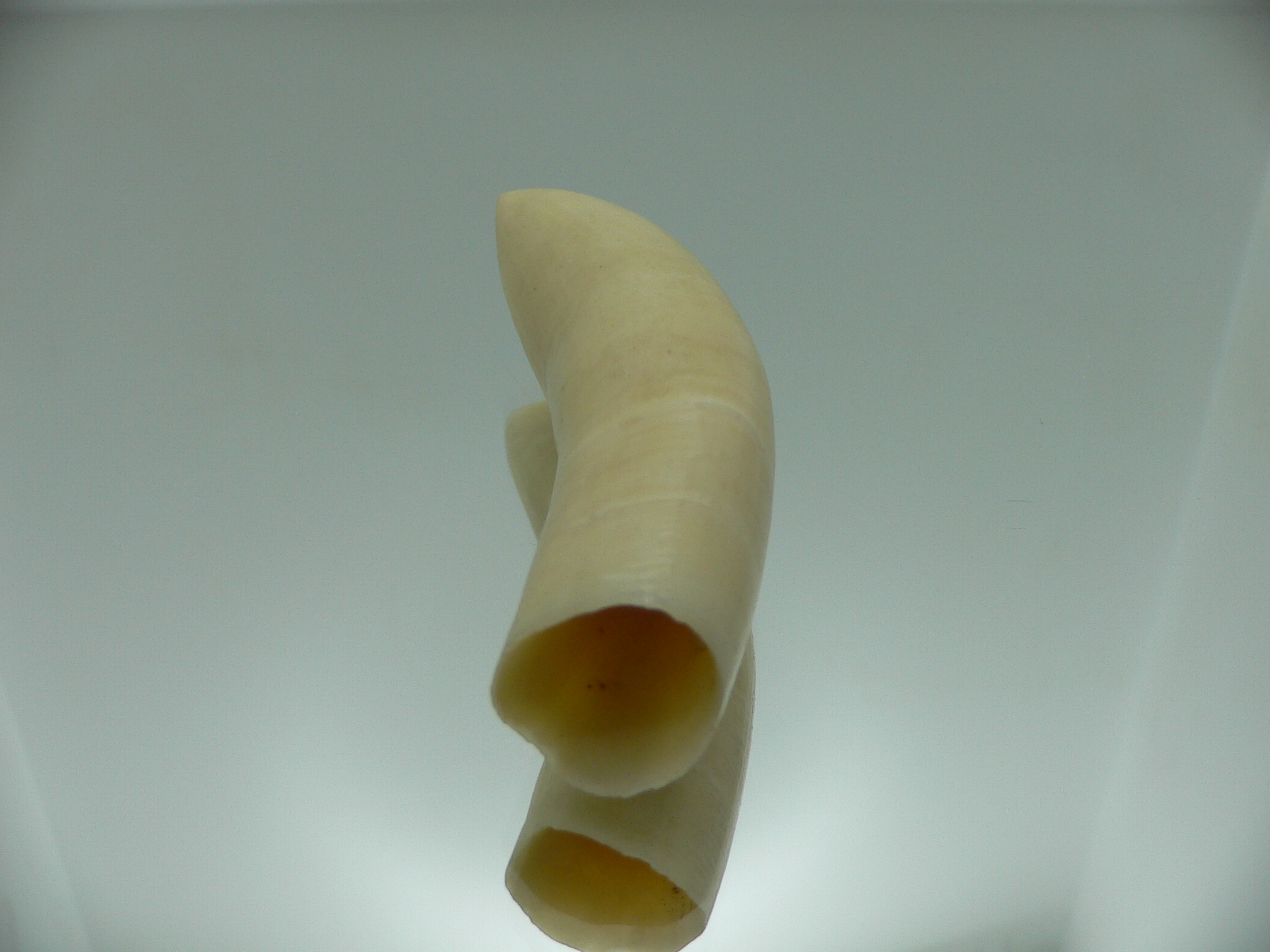 Physeter macrocephalus (41 grams)