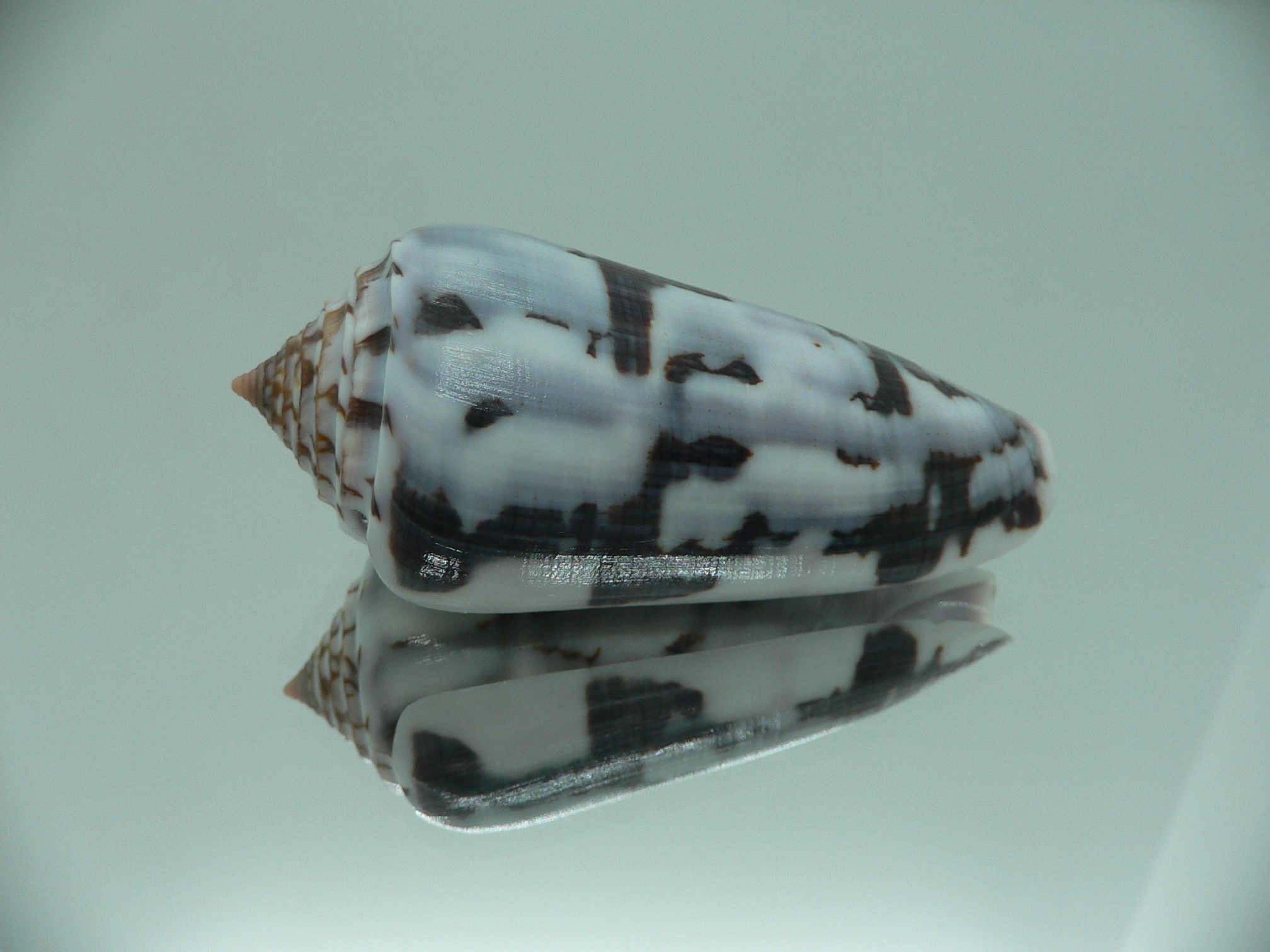 Conus gubernator terminus (var.) IDEAL & SUPER COLOR