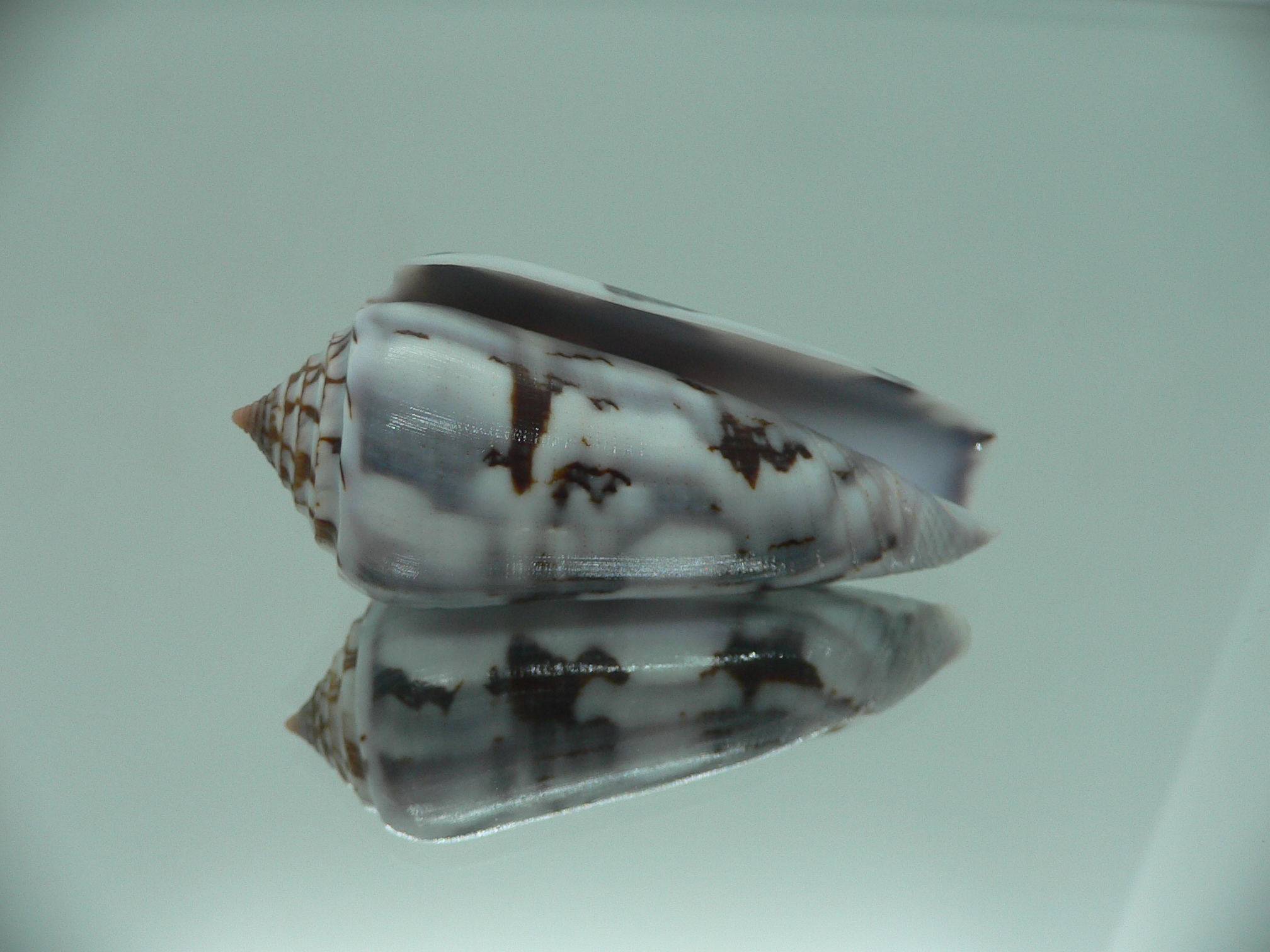 Conus gubernator terminus (var.) IDEAL & SUPER COLOR