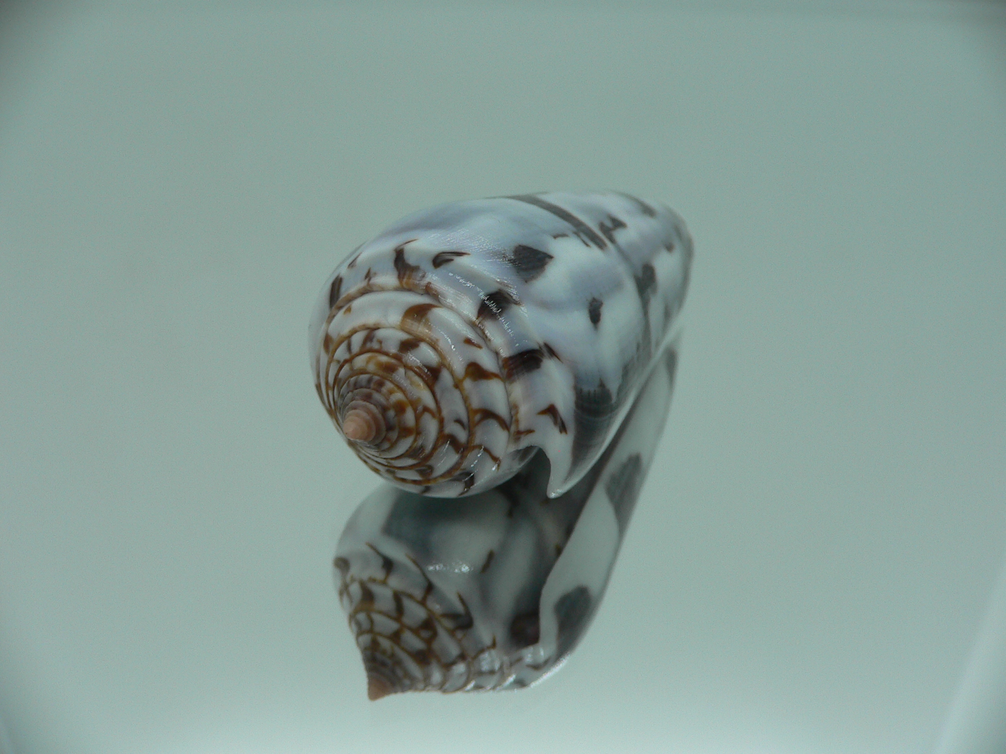 Conus gubernator terminus (var.) IDEAL & SUPER COLOR