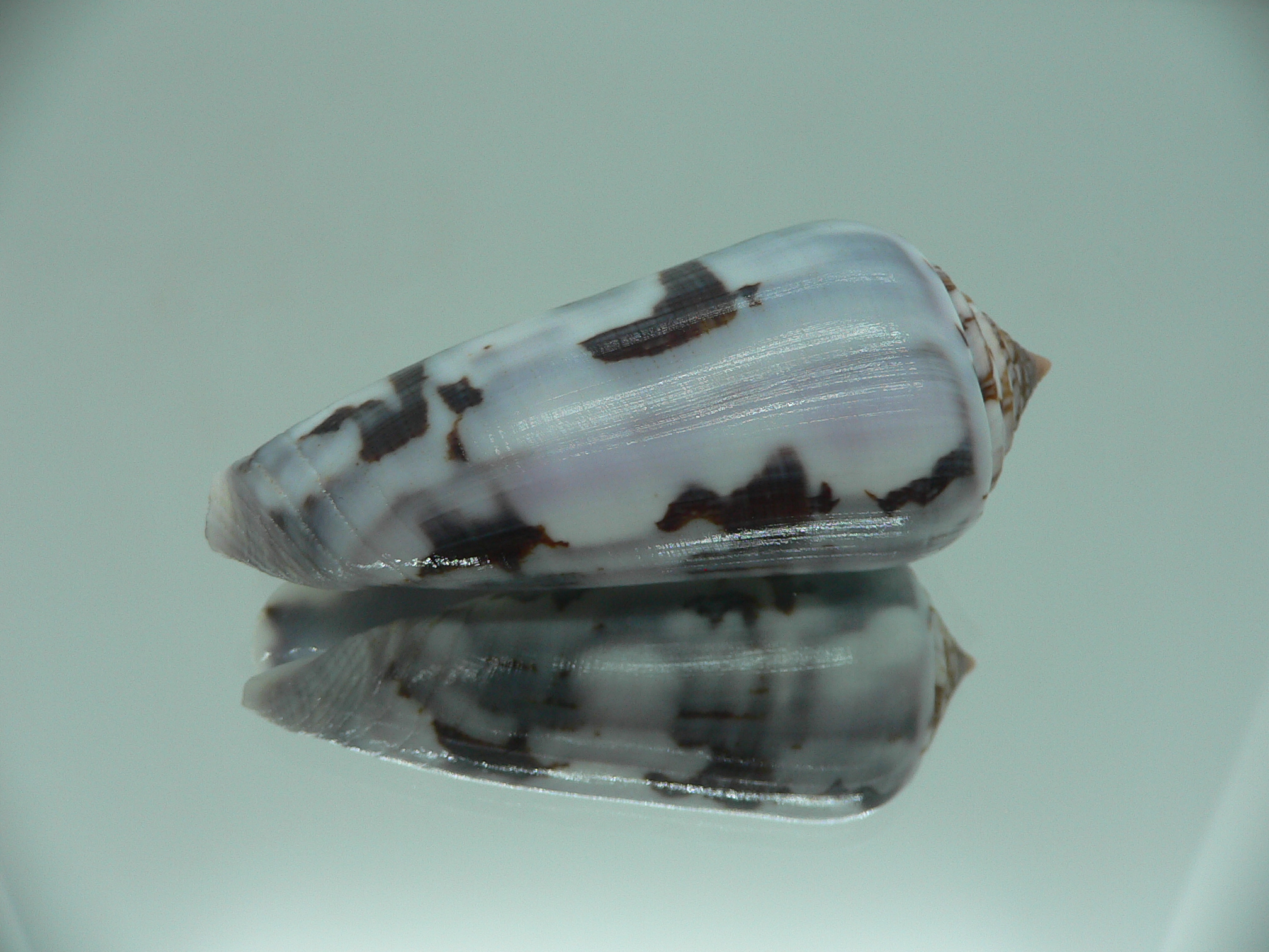 Conus gubernator terminus (var.) IDEAL & SUPER COLOR