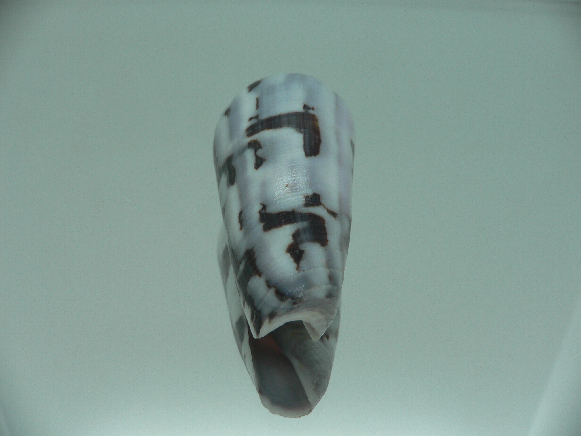 Conus gubernator terminus (var.) IDEAL & SUPER COLOR