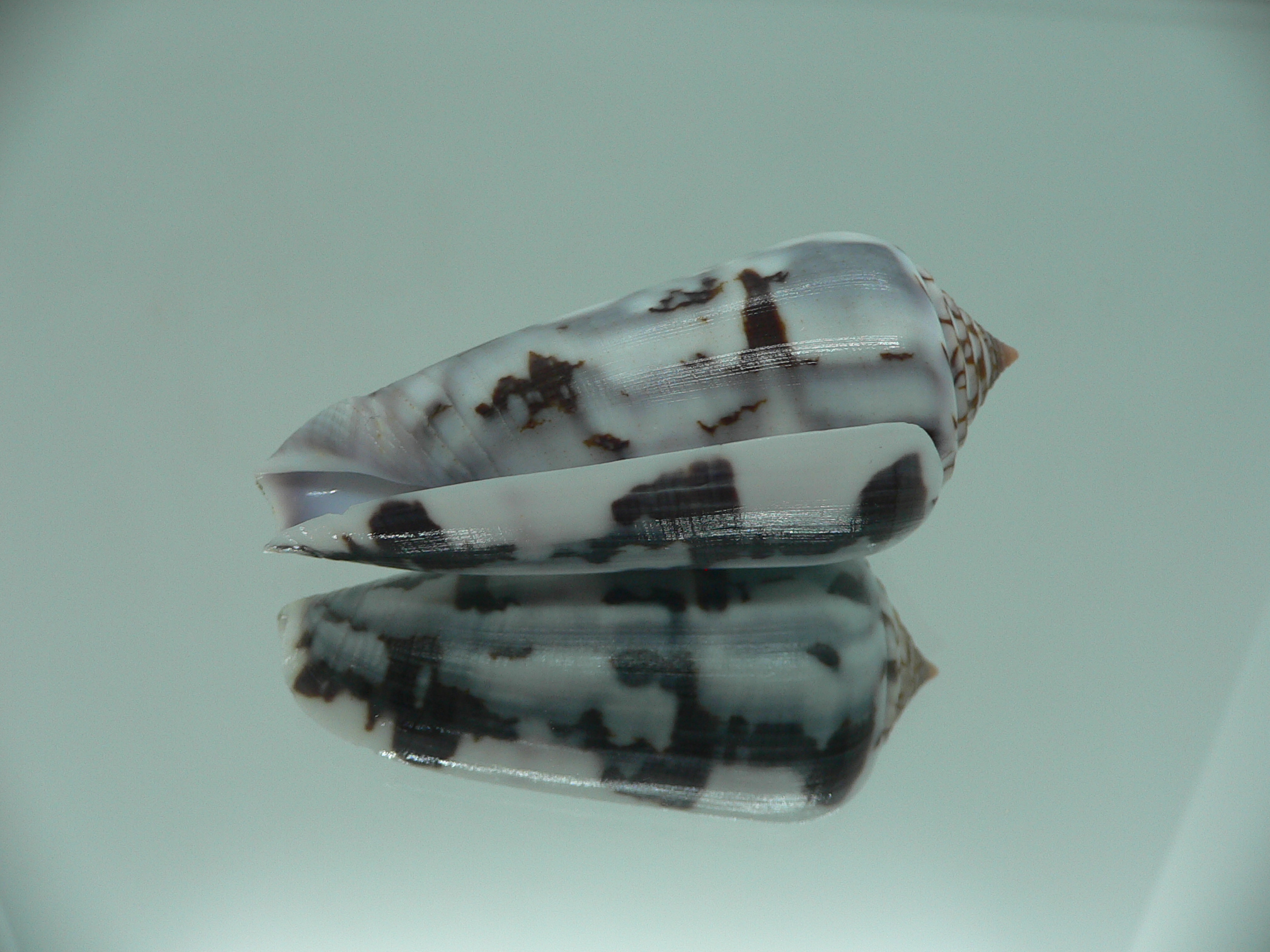 Conus gubernator terminus (var.) IDEAL & SUPER COLOR