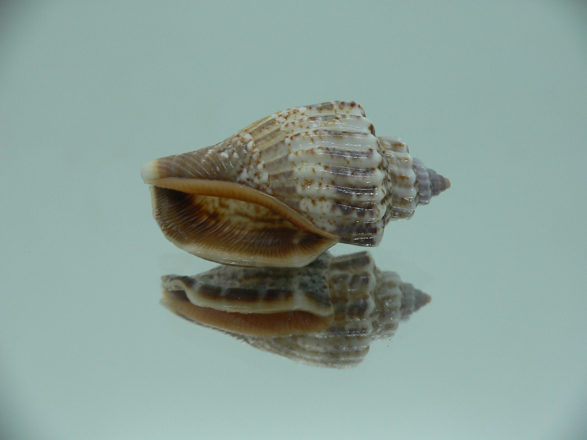 Canarium labiatum MOTLEY
