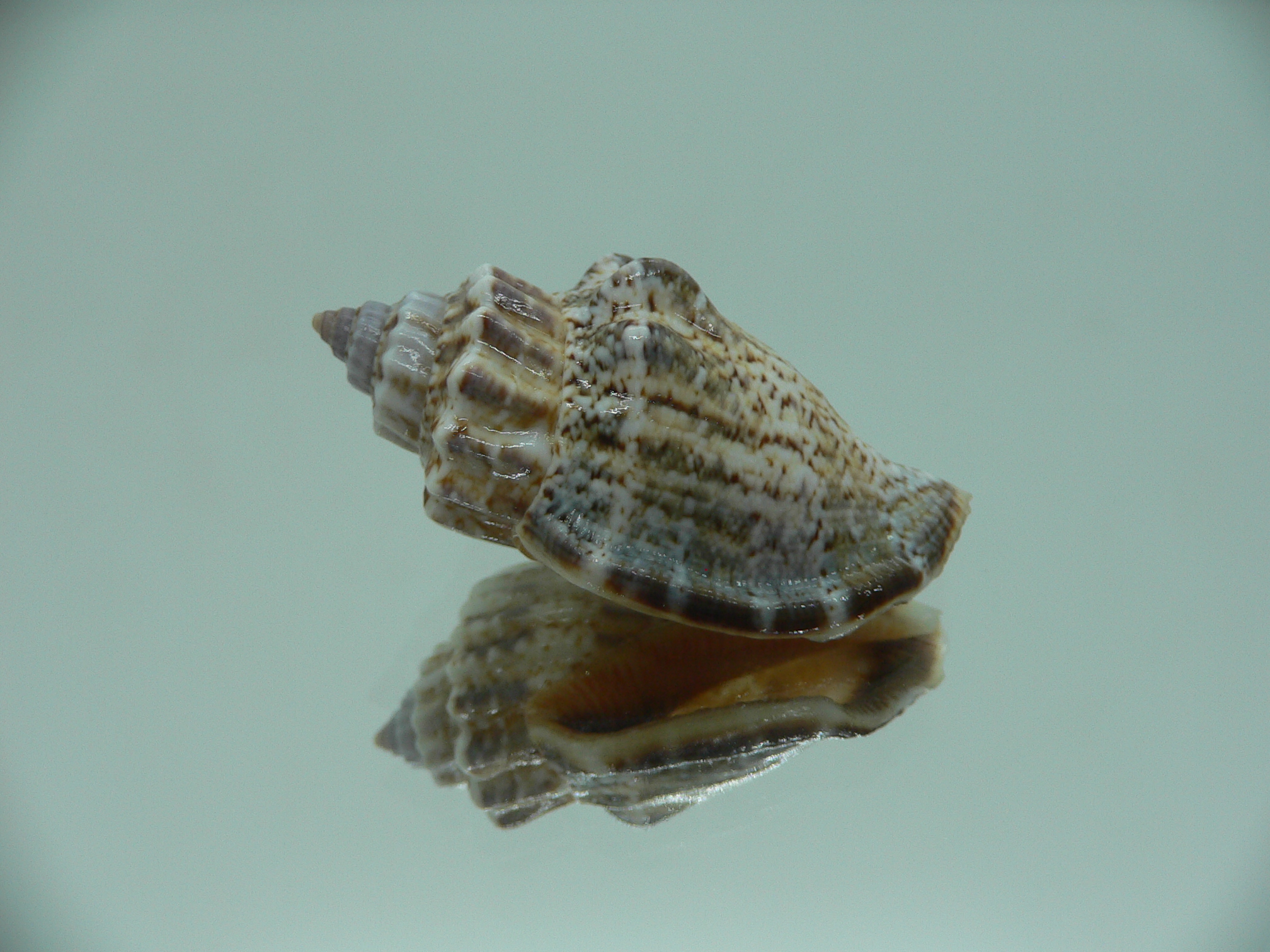 Canarium labiatum MOTLEY