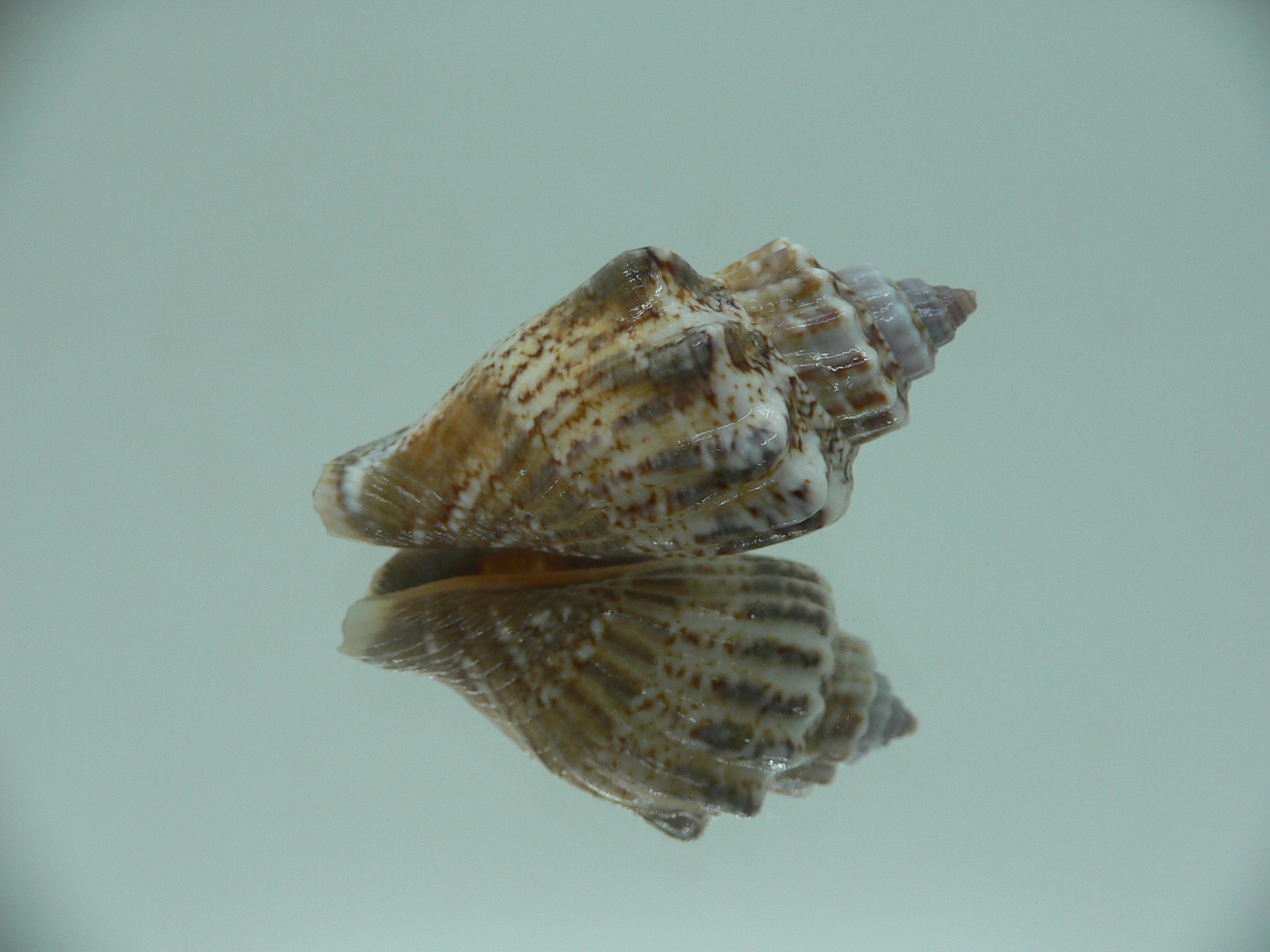 Canarium labiatum MOTLEY