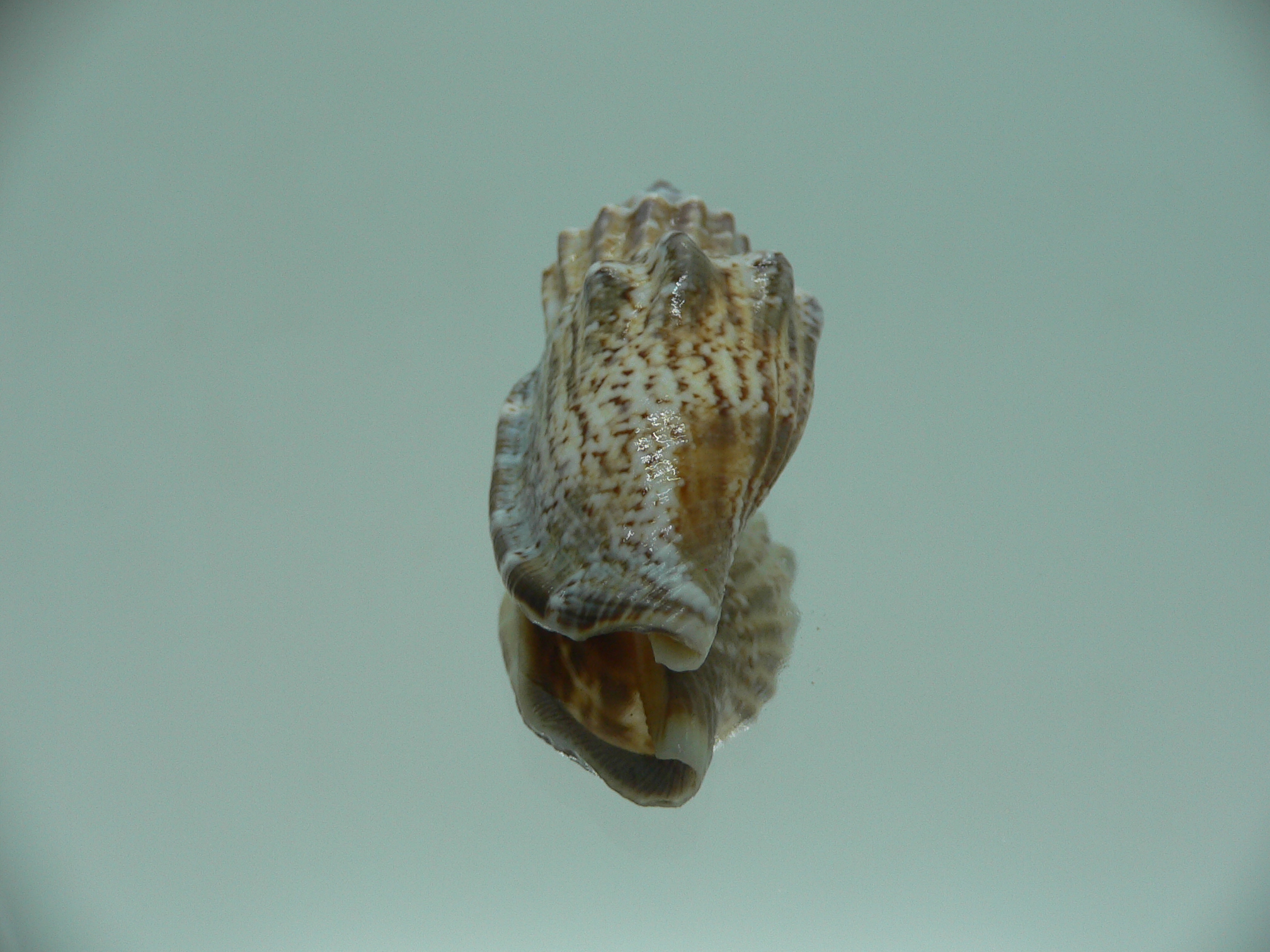 Canarium labiatum MOTLEY