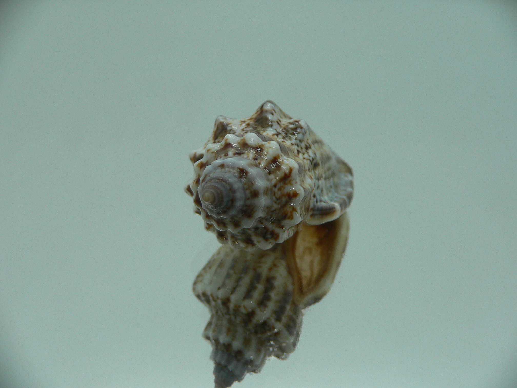 Canarium labiatum MOTLEY
