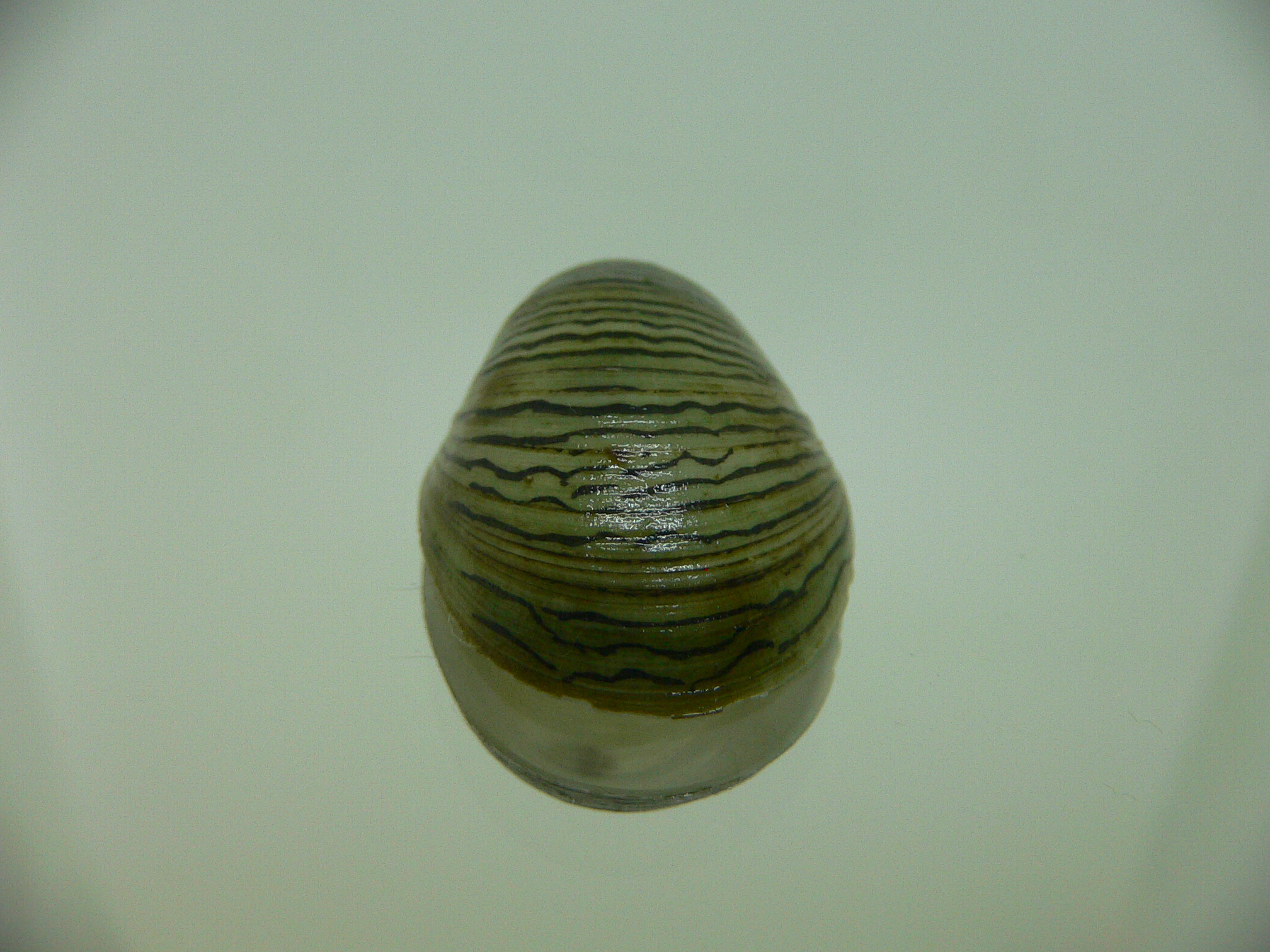 Septaria cumingiana BIG
