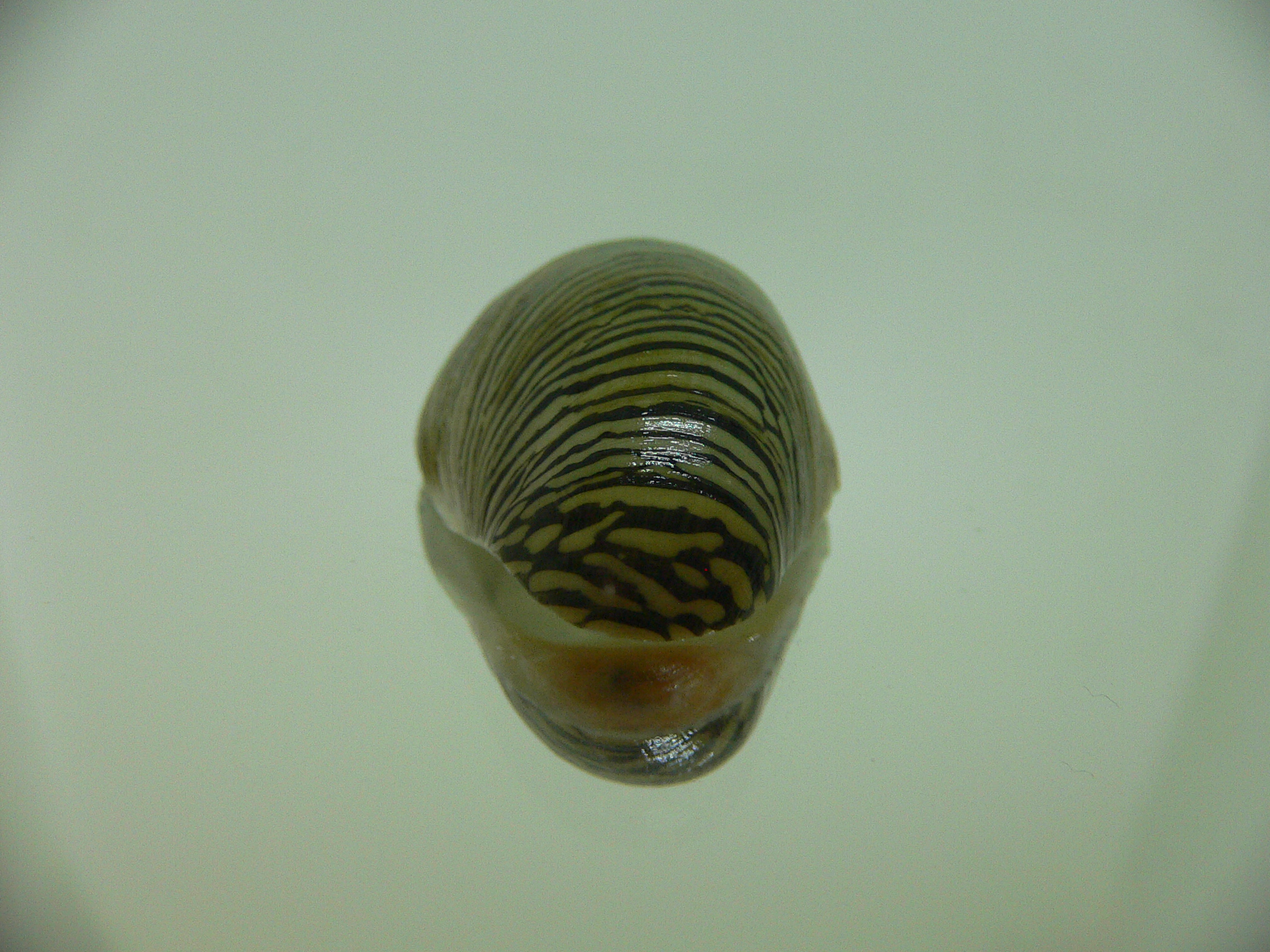 Septaria cumingiana BIG