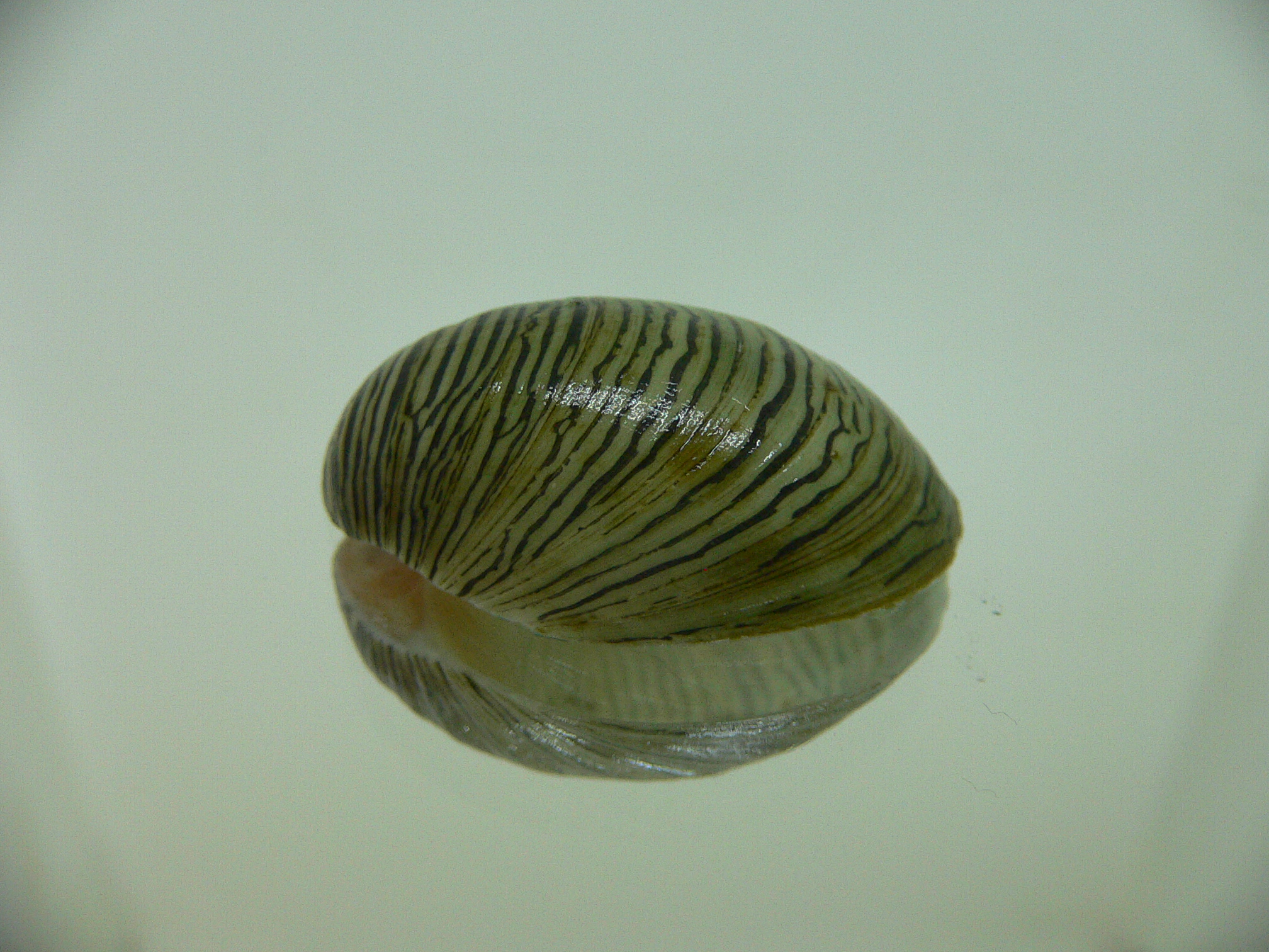 Septaria cumingiana BIG