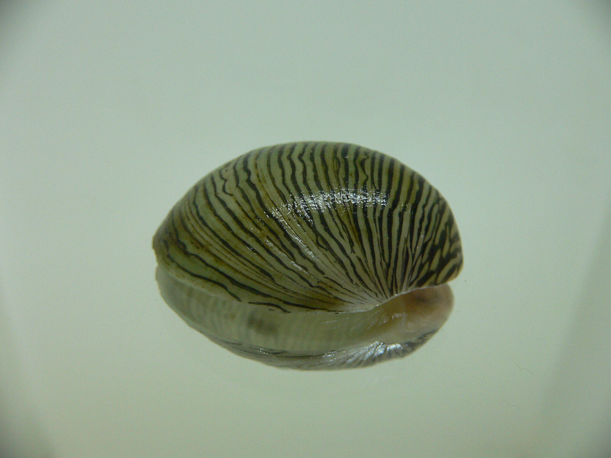 Septaria cumingiana BIG