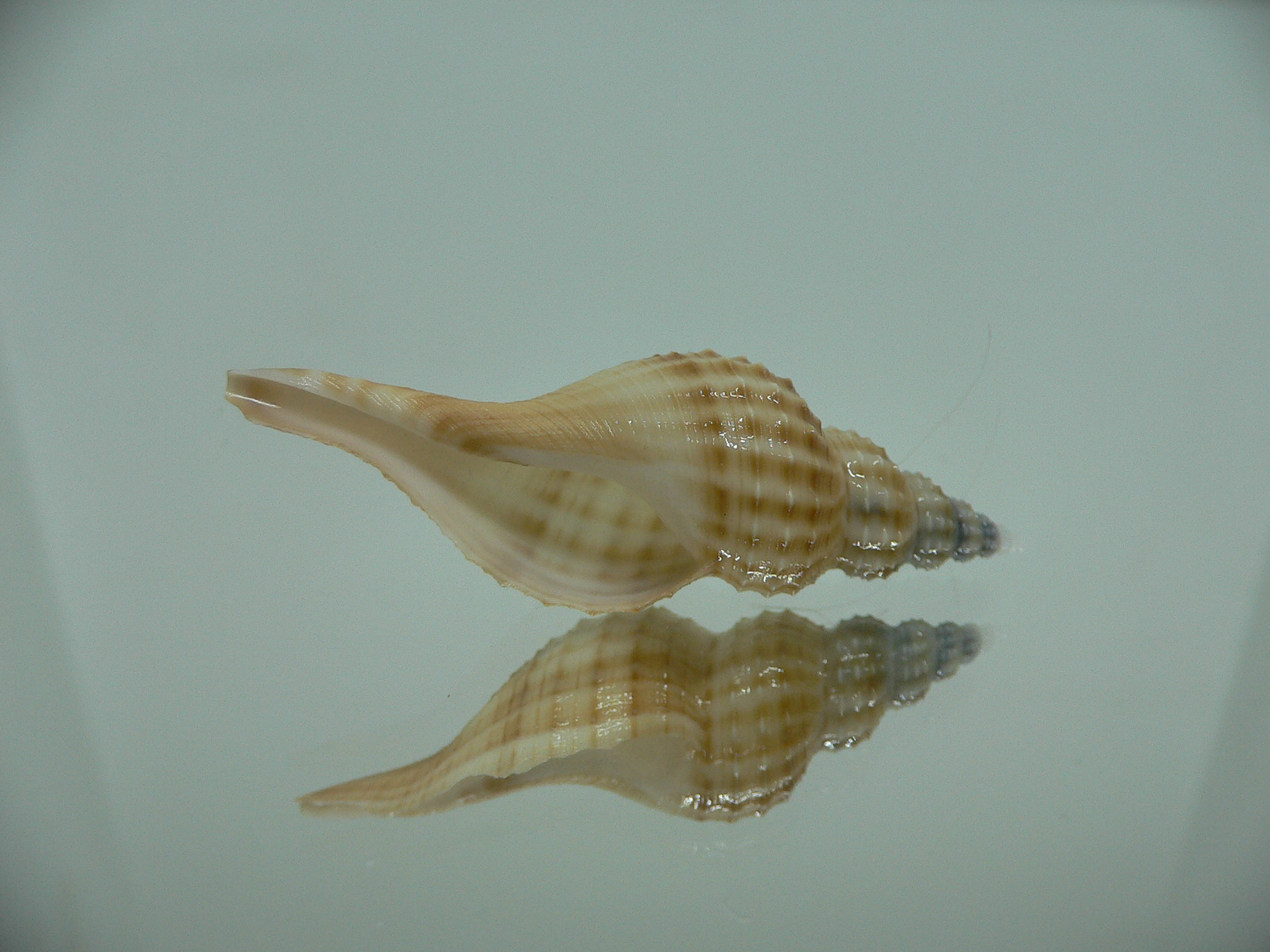 Granulifusus hayashii SMALL