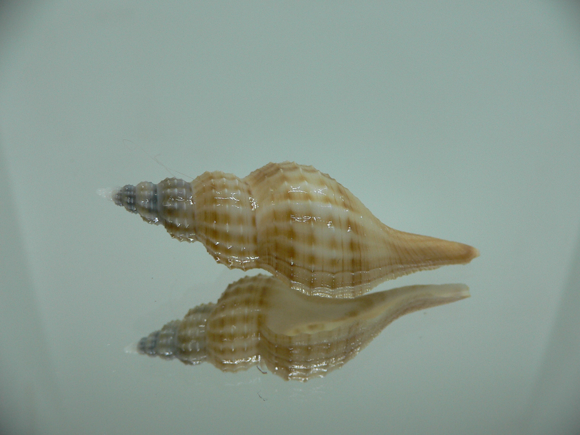 Granulifusus hayashii SMALL