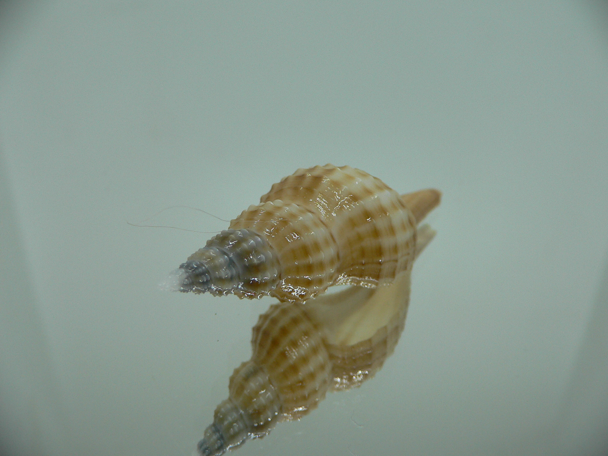 Granulifusus hayashii SMALL