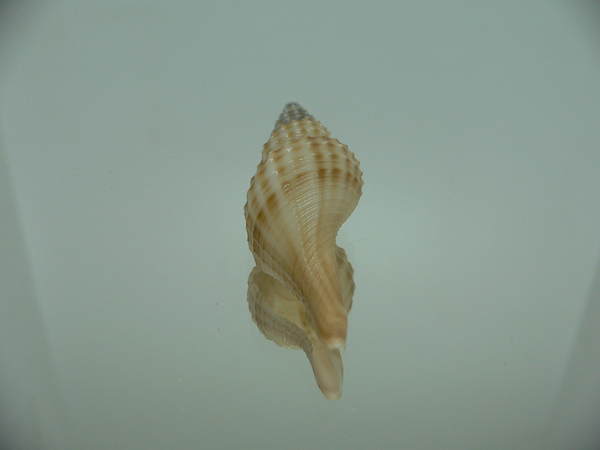 Granulifusus hayashii SMALL