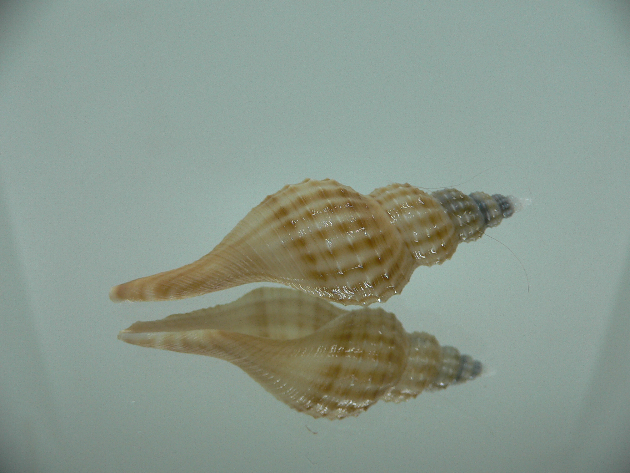 Granulifusus hayashii SMALL