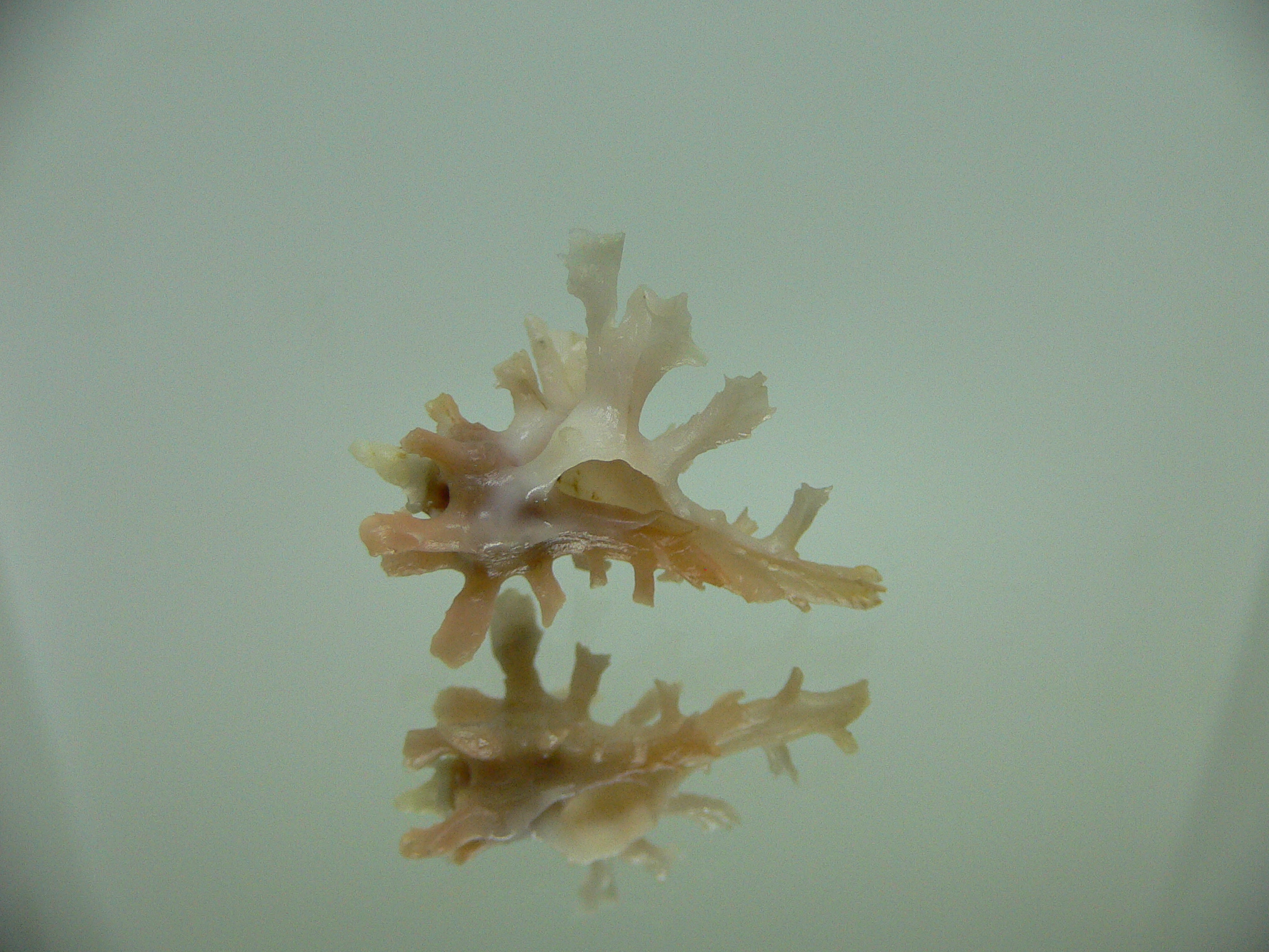 Homalocantha zamboi DWARF & SUPERCOLOR