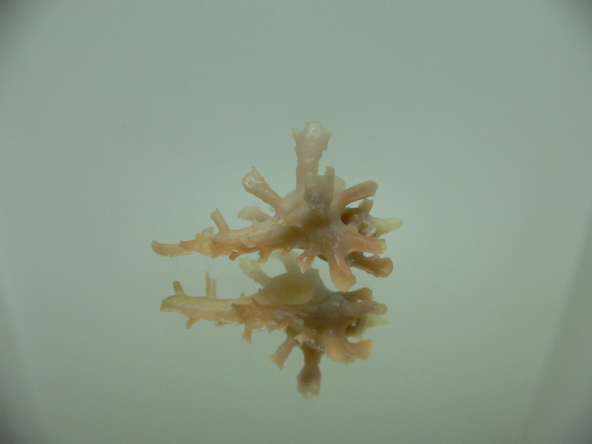 Homalocantha zamboi DWARF & SUPERCOLOR