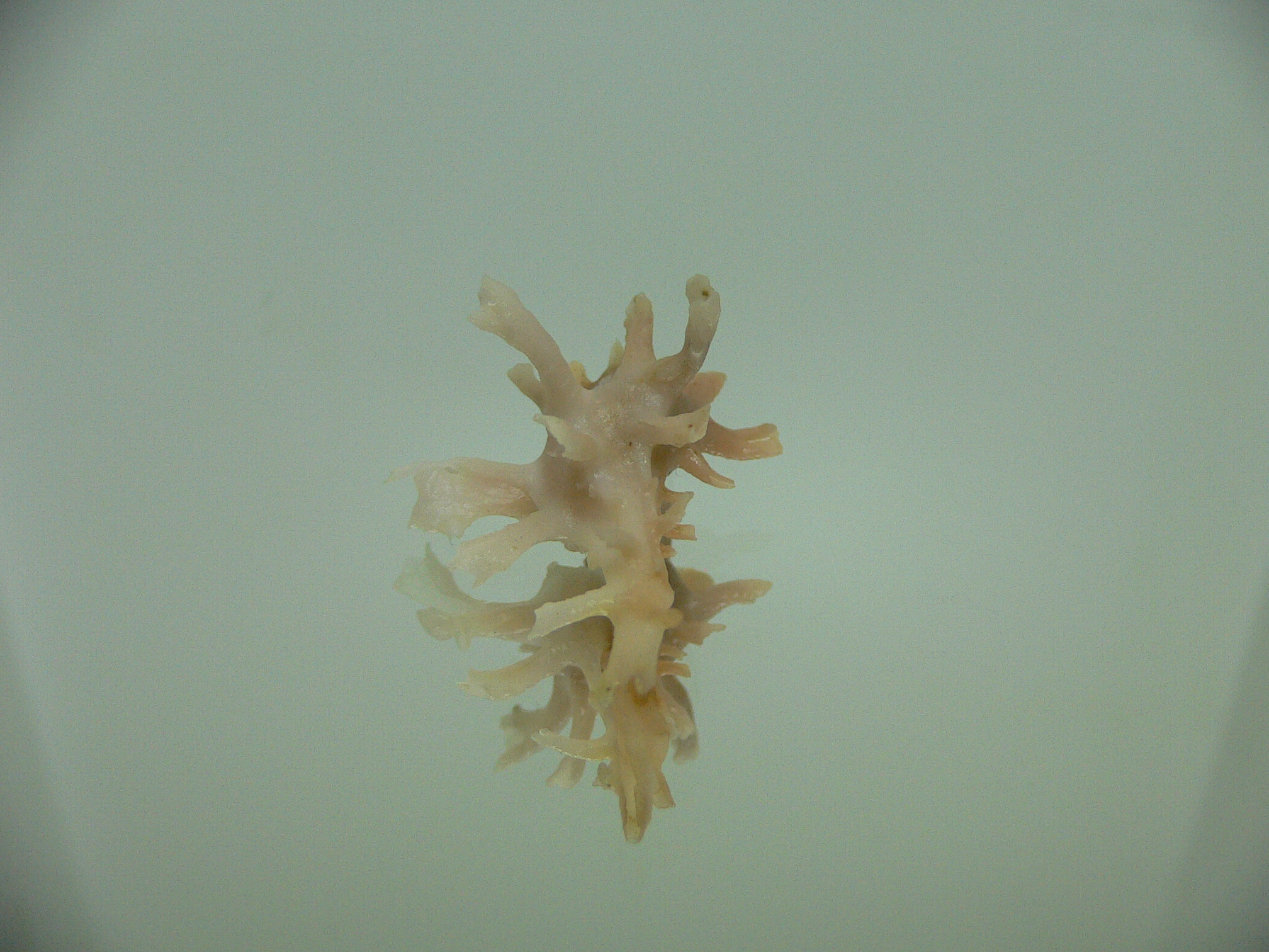Homalocantha zamboi DWARF & SUPERCOLOR