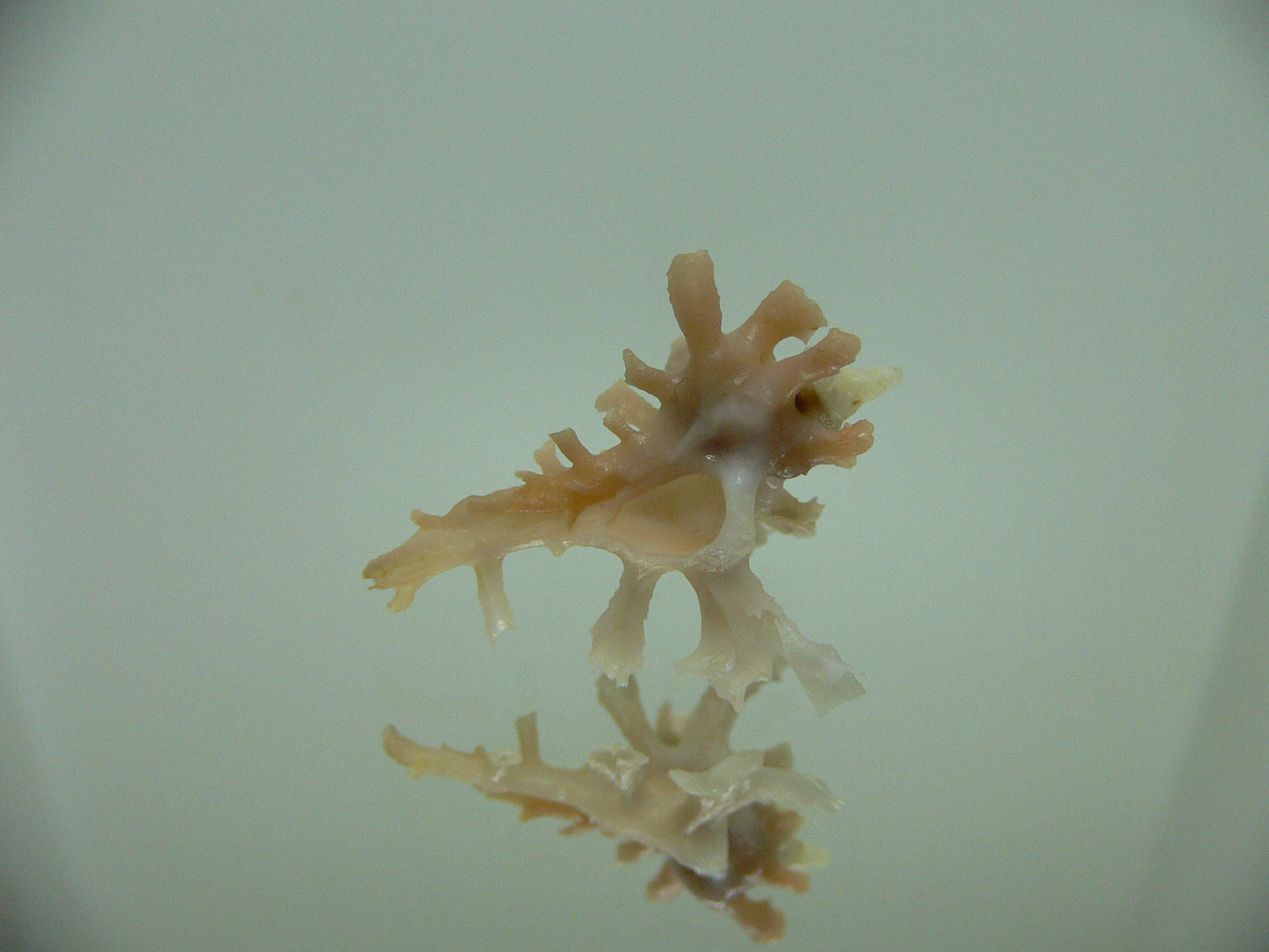 Homalocantha zamboi DWARF & SUPERCOLOR
