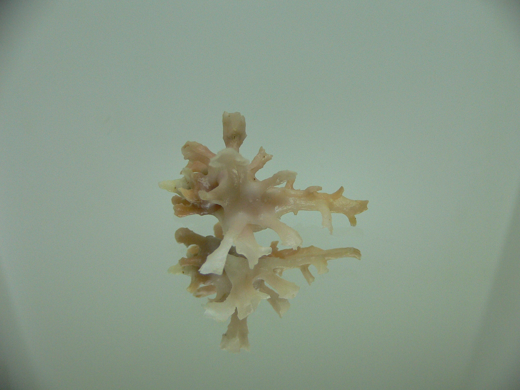 Homalocantha zamboi DWARF & SUPERCOLOR