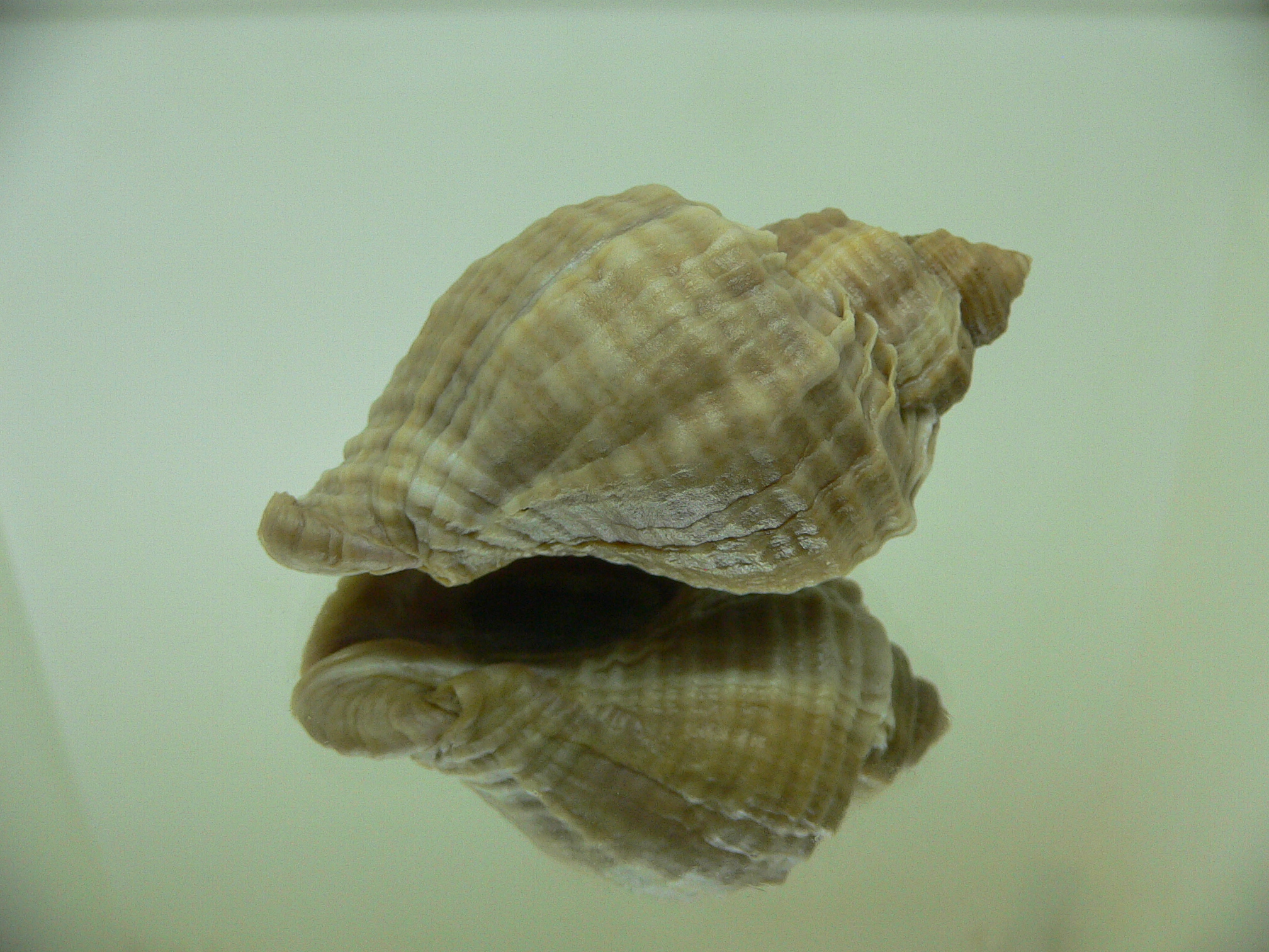 Nucella freycinetii freycinetii VERTEX