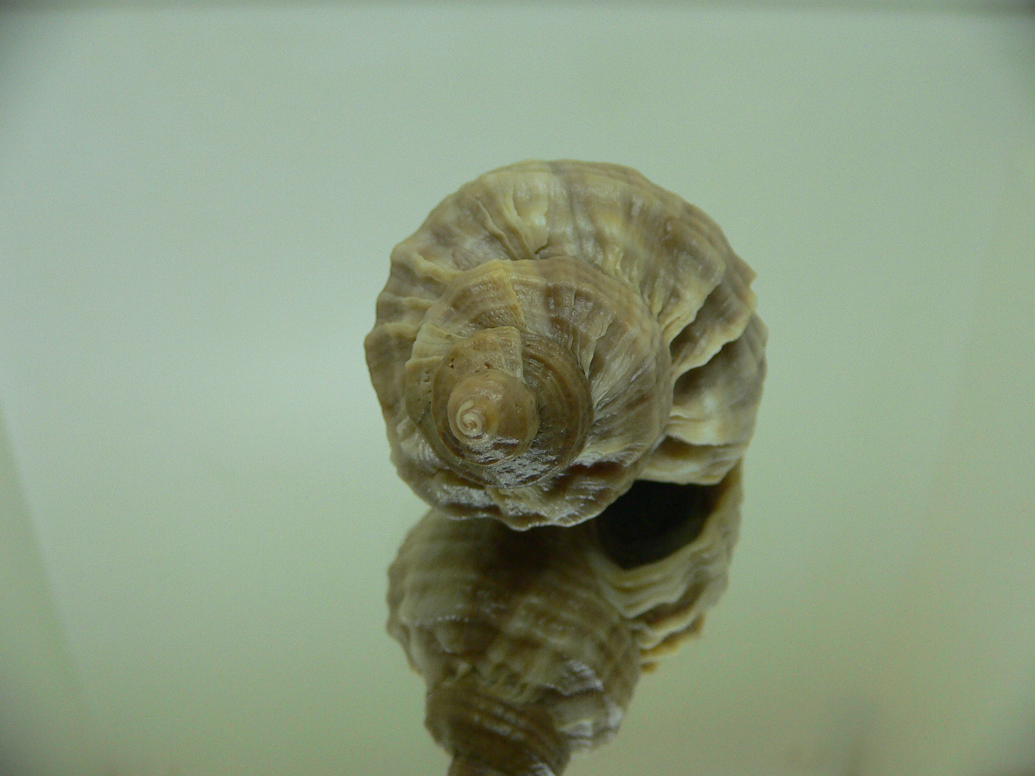 Nucella freycinetii freycinetii VERTEX