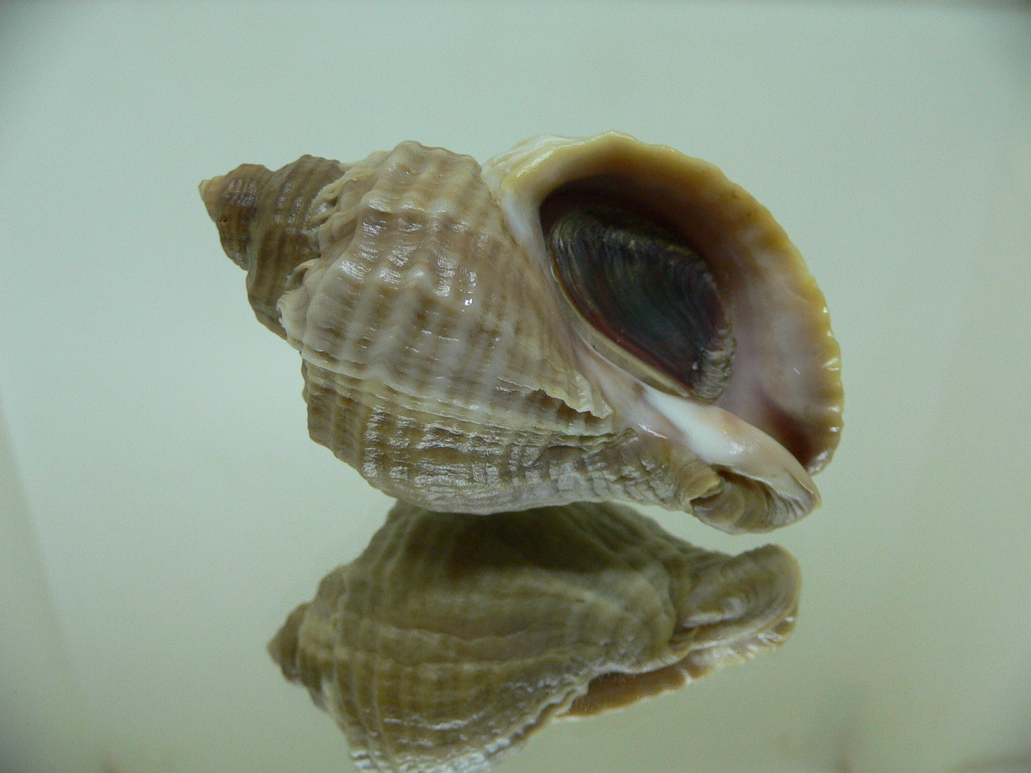 Nucella freycinetii freycinetii VERTEX