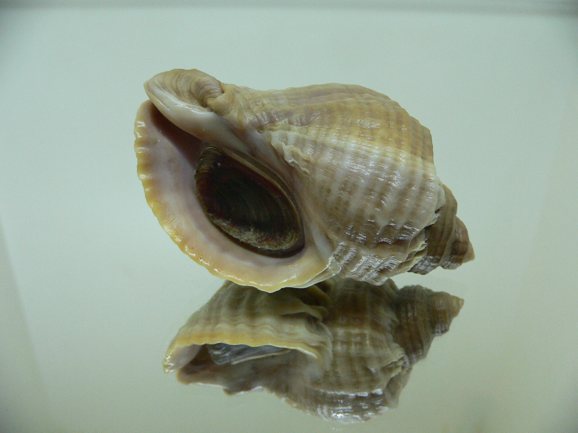 Nucella freycinetii freycinetii VERTEX